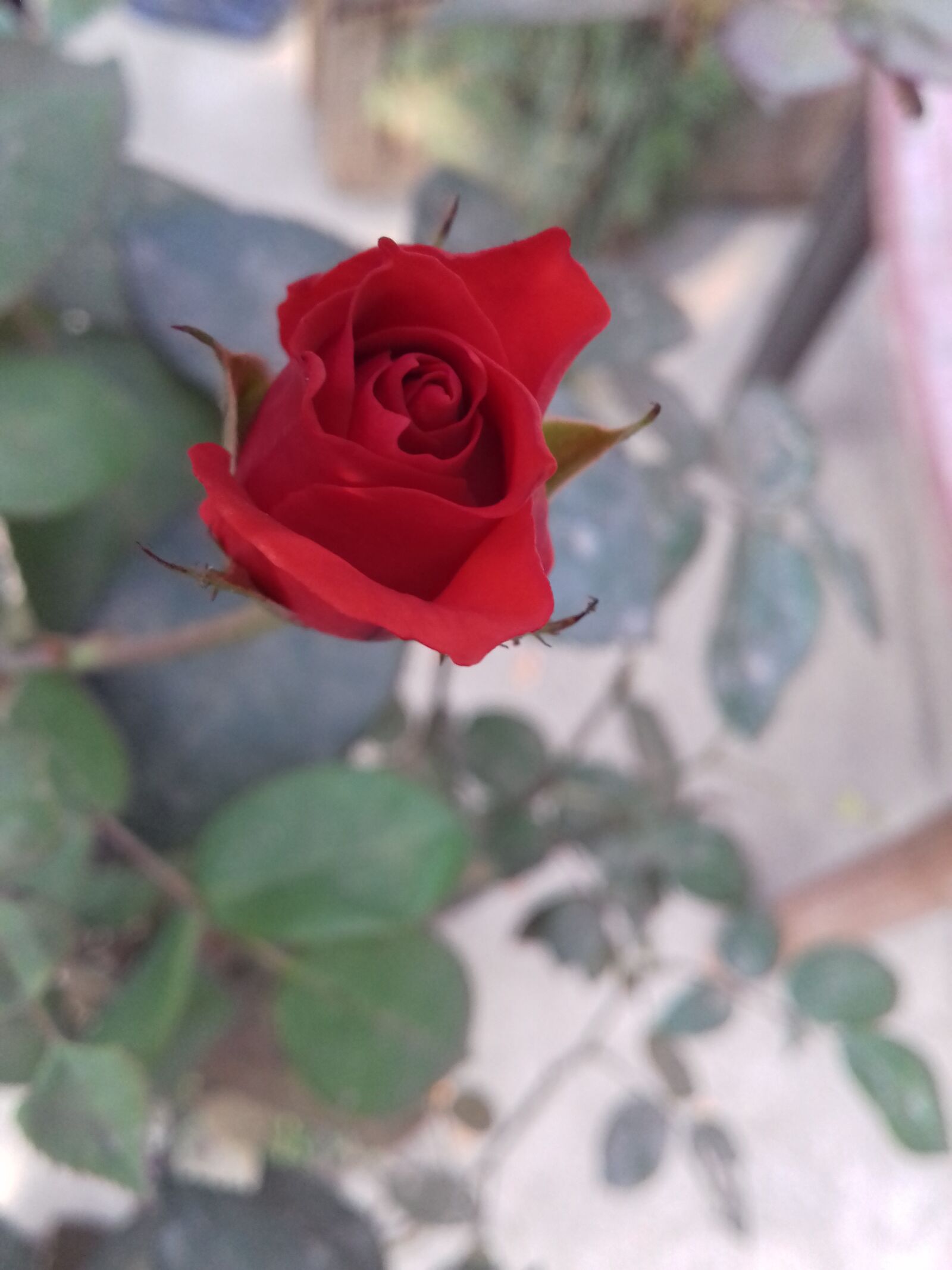 Samsung Galaxy J3(2016) sample photo. Beautiful, flowers, red, roses photography