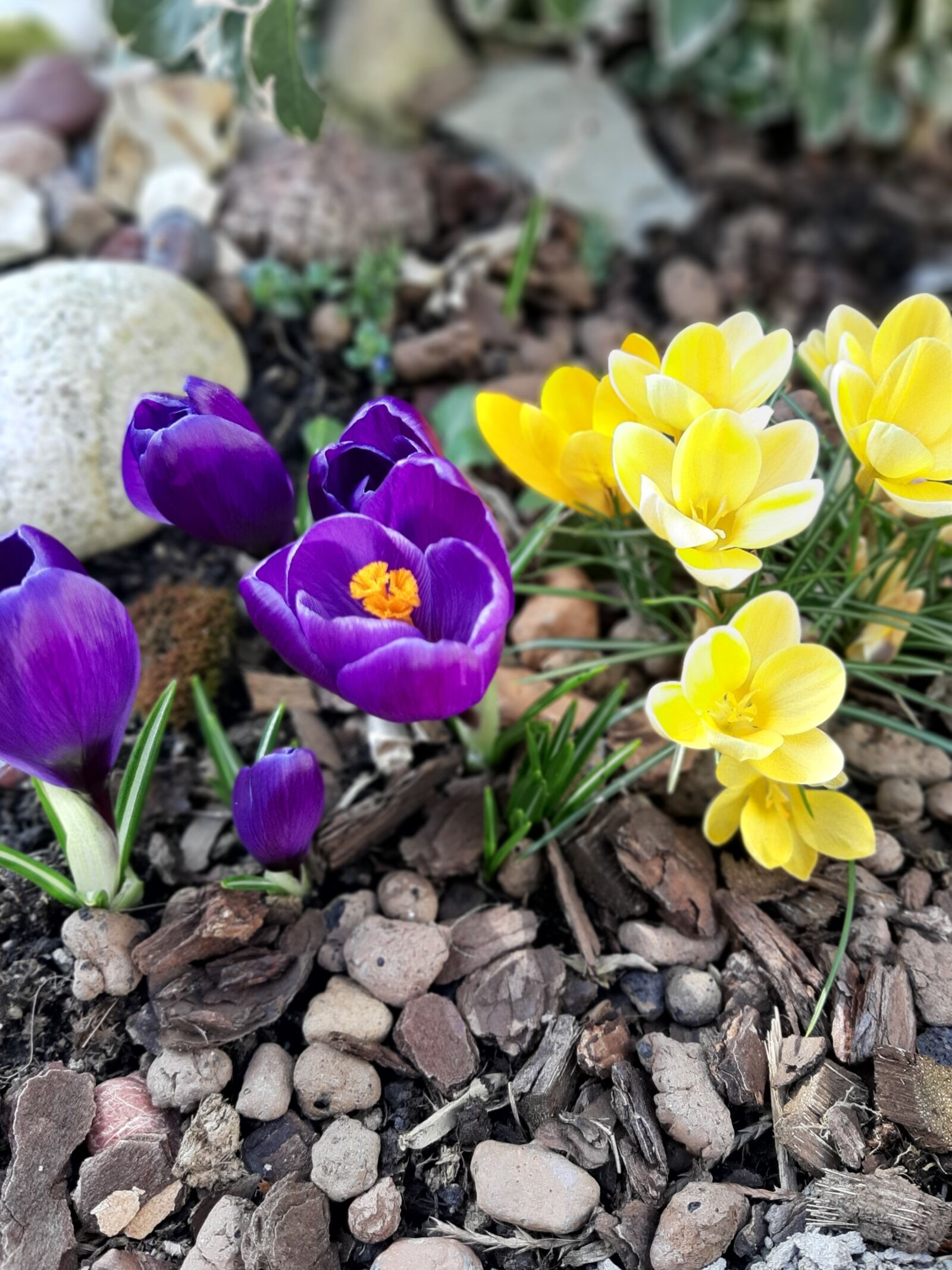 Samsung Galaxy A50 sample photo. Krokusy, fioletowe, żółte photography