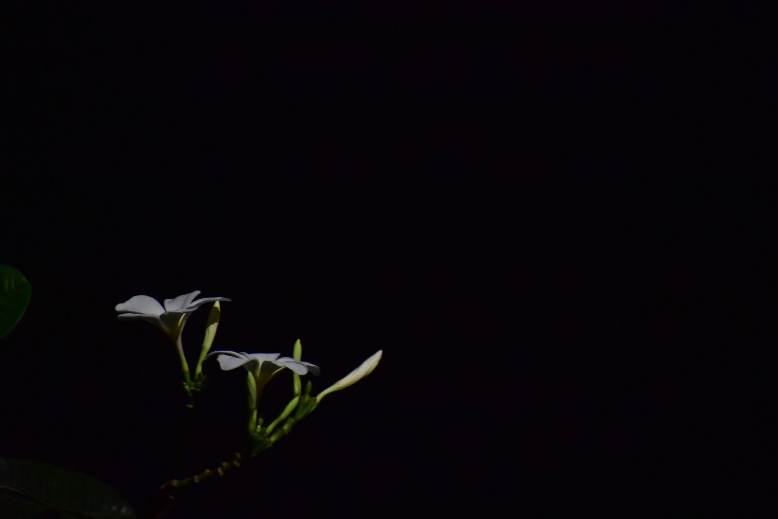 Nikon D3400 sample photo. Dark glowing flower, night photography