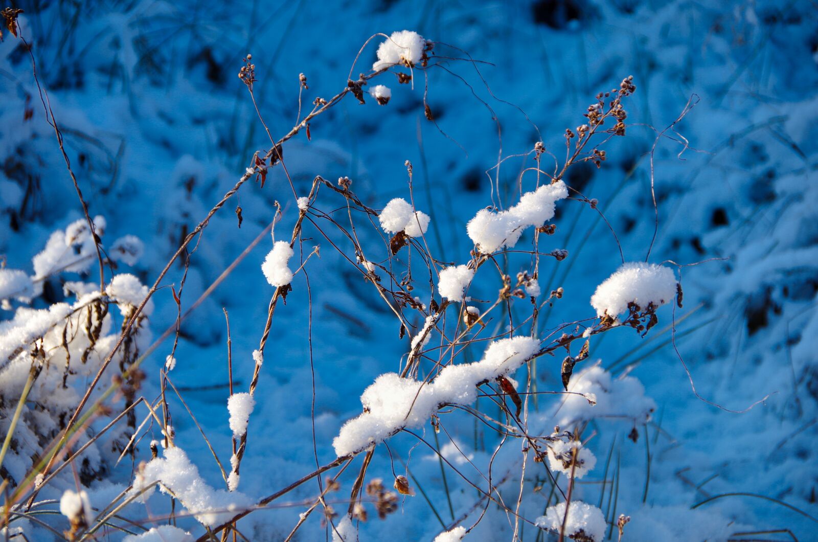 Pentax K-50 sample photo. Winter, snow, cold photography