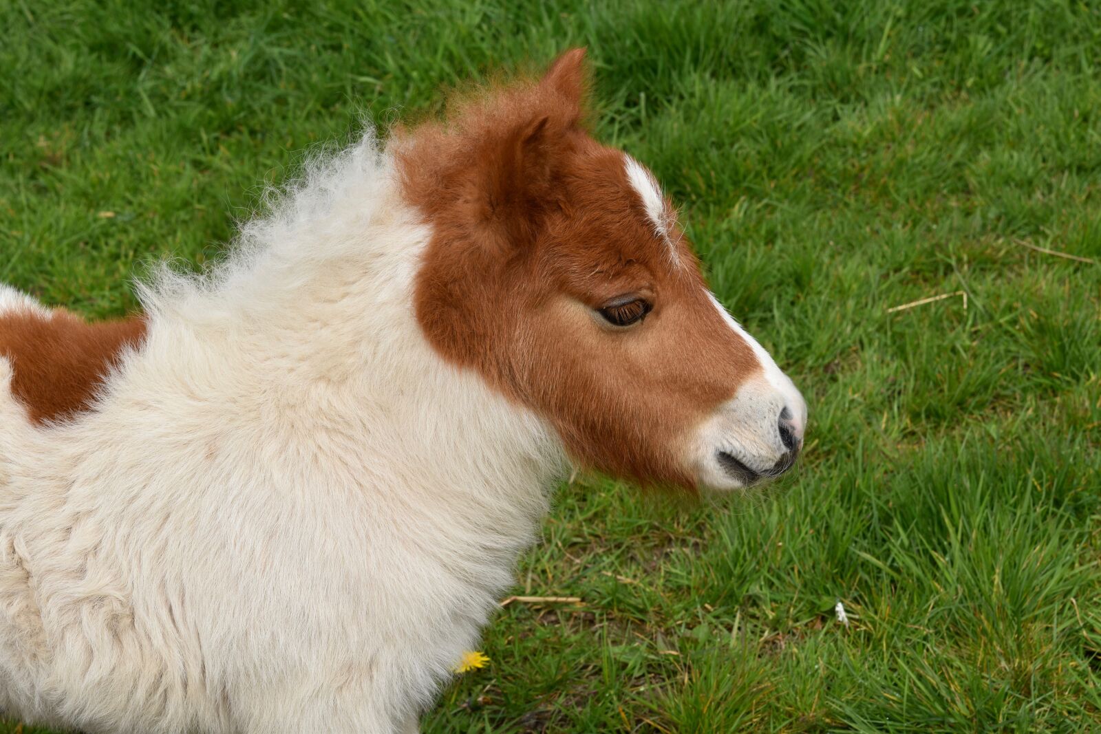 Nikon D5600 sample photo. Pony, shetland pony, shetland photography