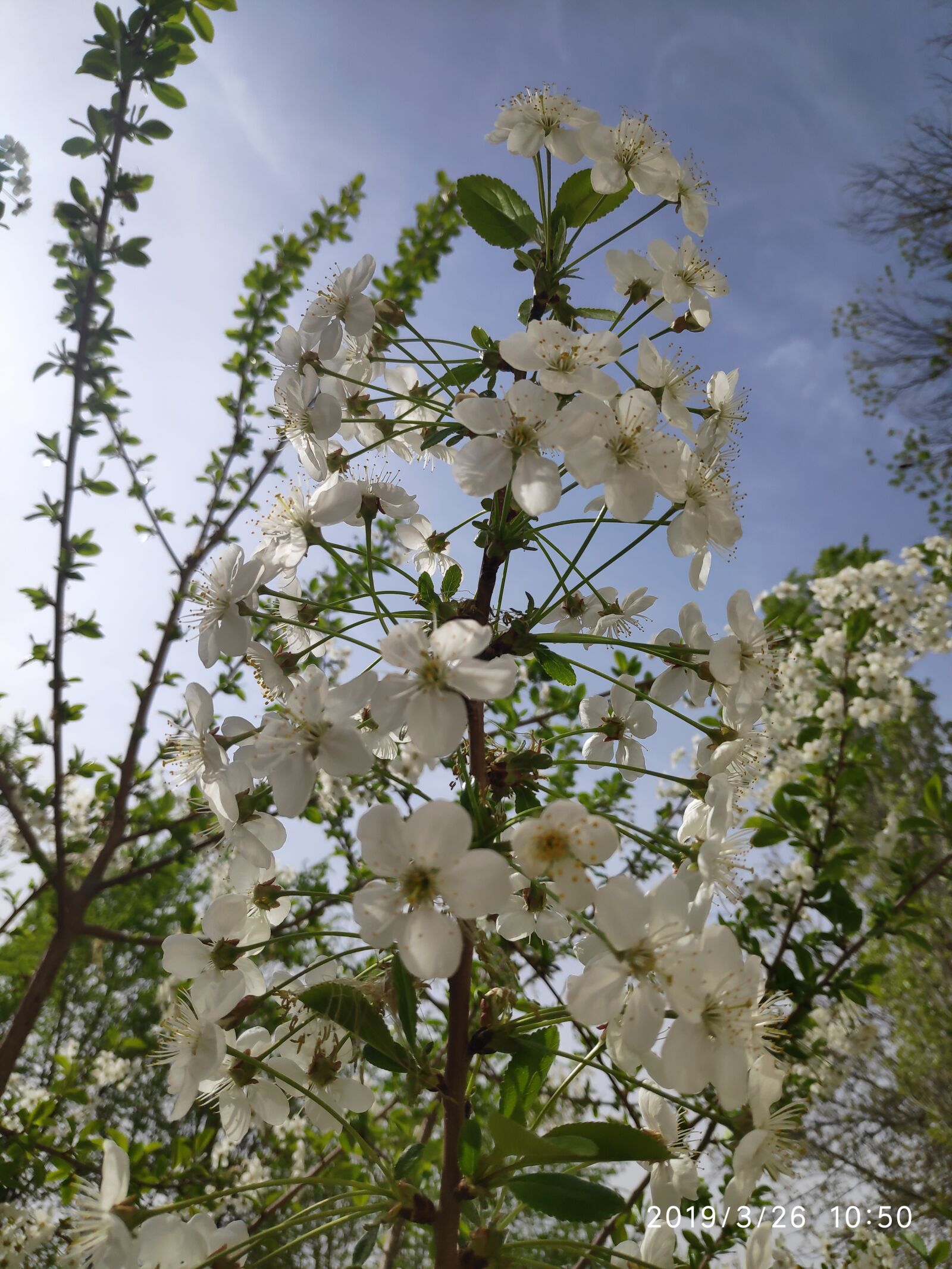 Xiaomi POCO F1 sample photo. Flowers, cherry, spring photography