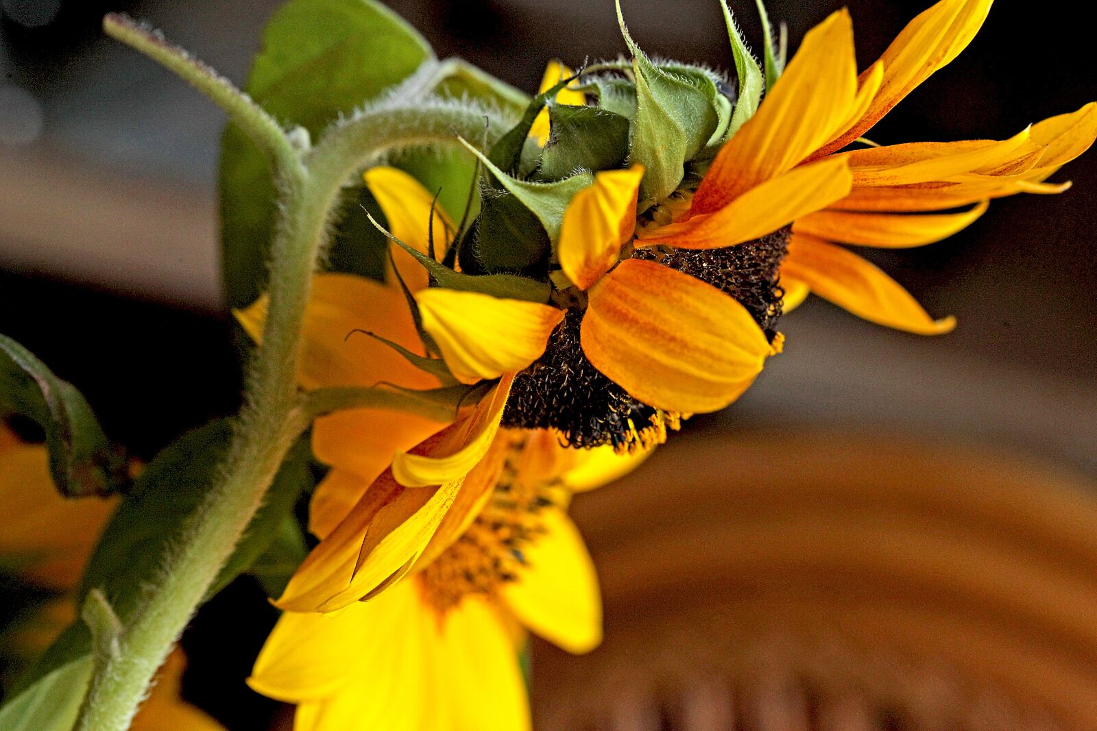 Canon EOS 5D Mark II sample photo. Sunflower, flower, flowering photography