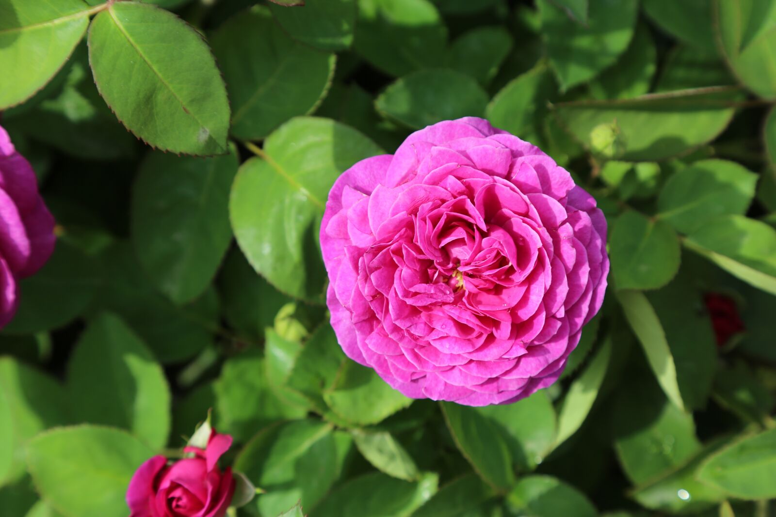 Canon EOS 5D Mark III sample photo. Rose, gulpembe, pink roses photography
