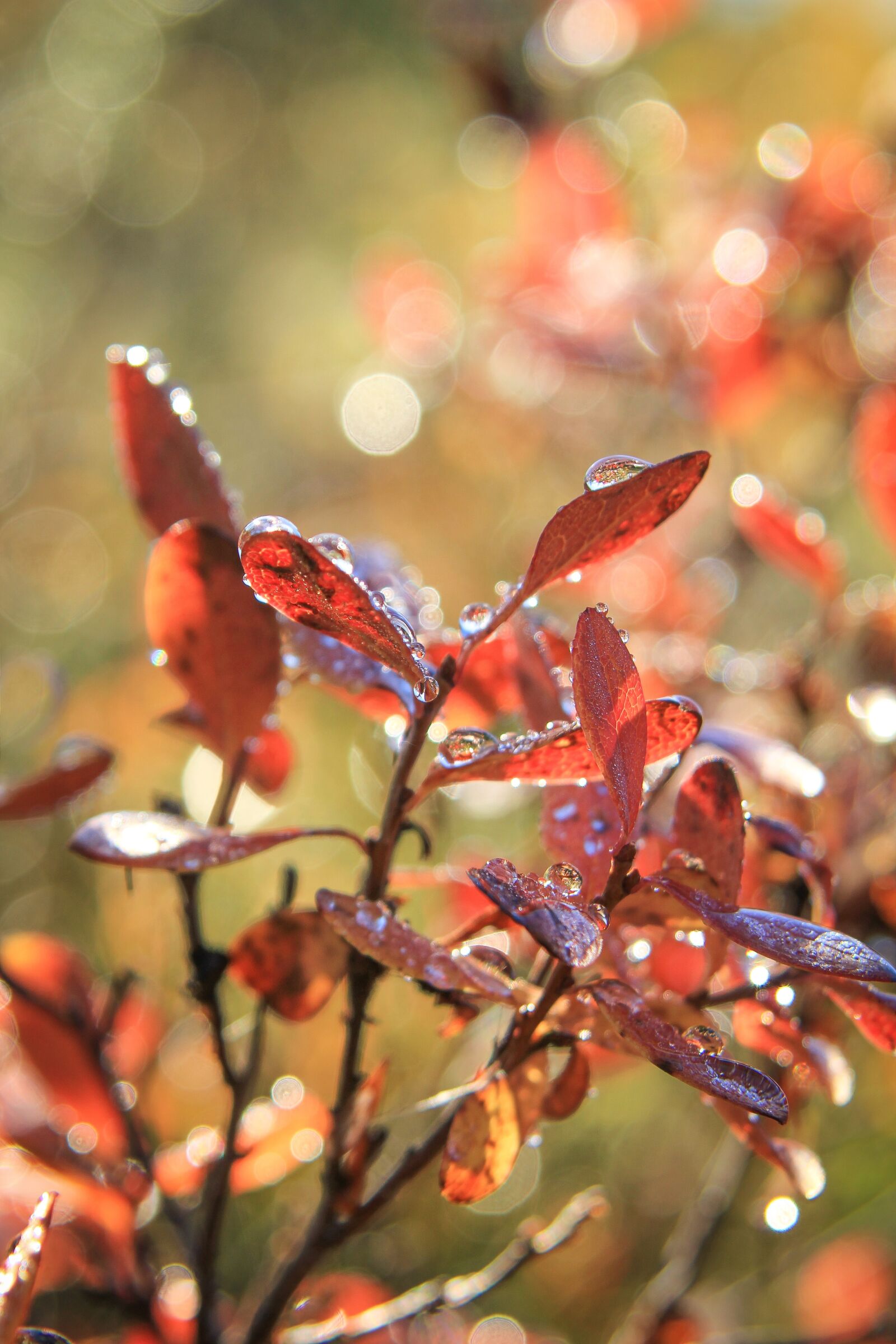 Tamron AF 28-300mm F3.5-6.3 XR Di VC LD Aspherical (IF) Macro sample photo. Autumn, fall, colors photography