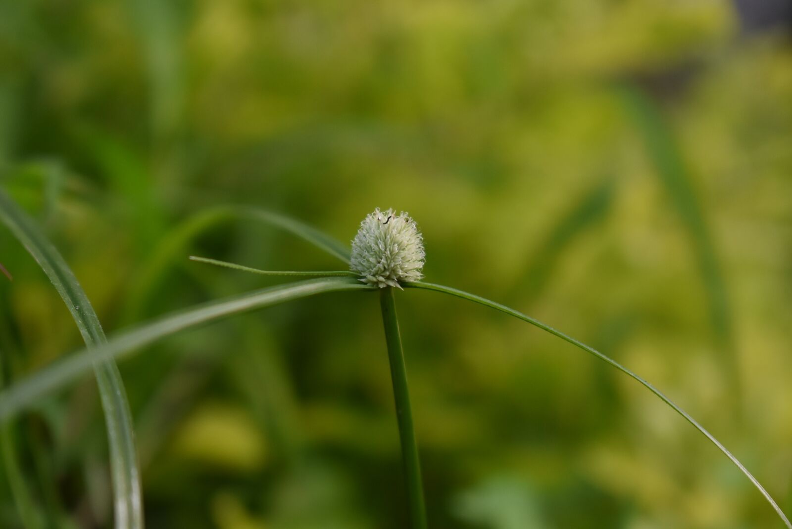 Nikon D3400 sample photo. Grass, flower, green photography