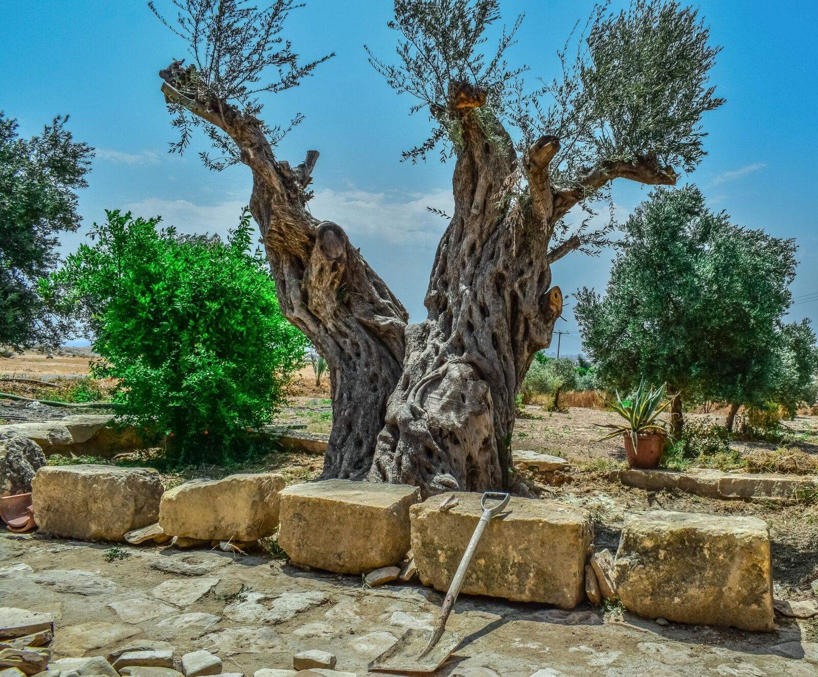 Nikon D3300 sample photo. Olive tree, nature, old photography
