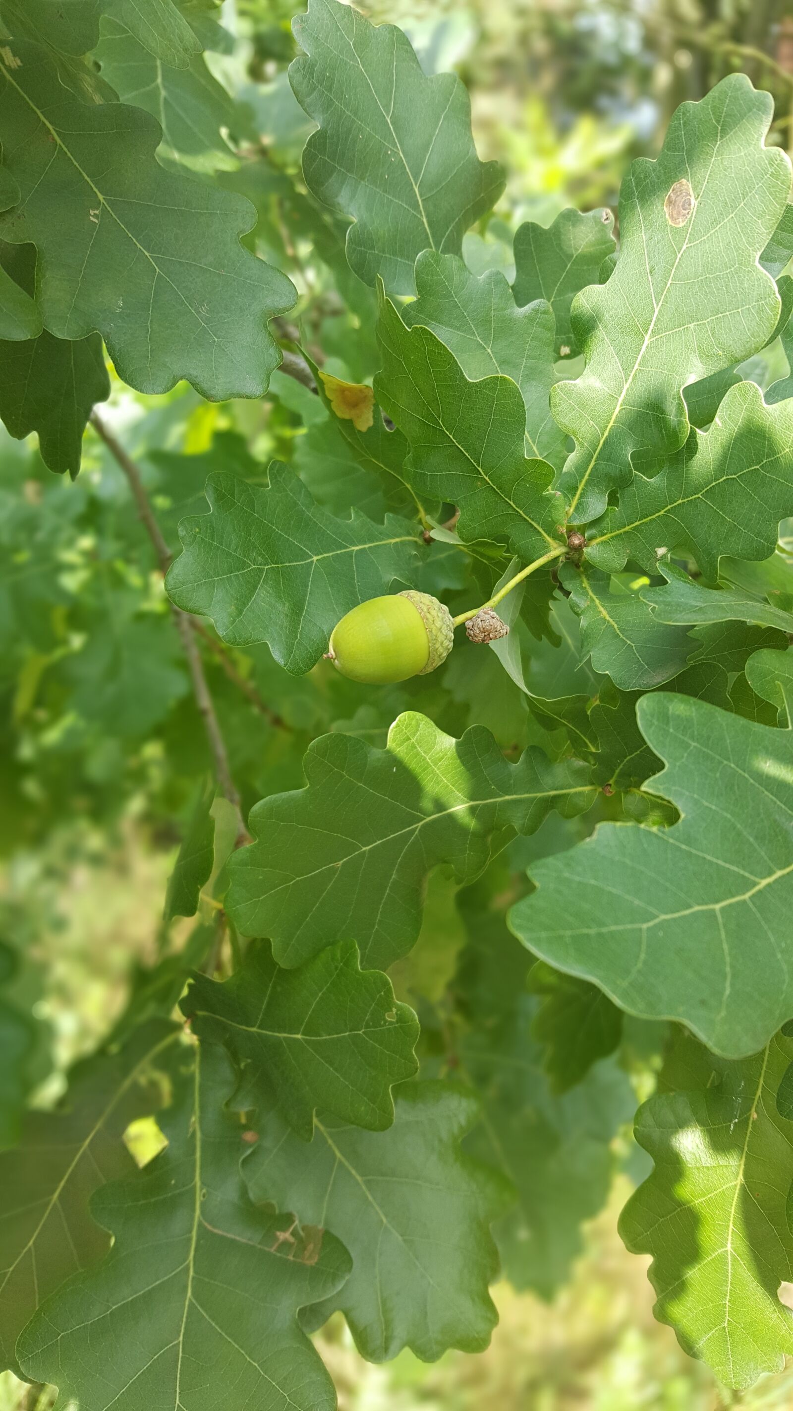 Samsung Galaxy S6 sample photo. Oak, acorns, autumn photography