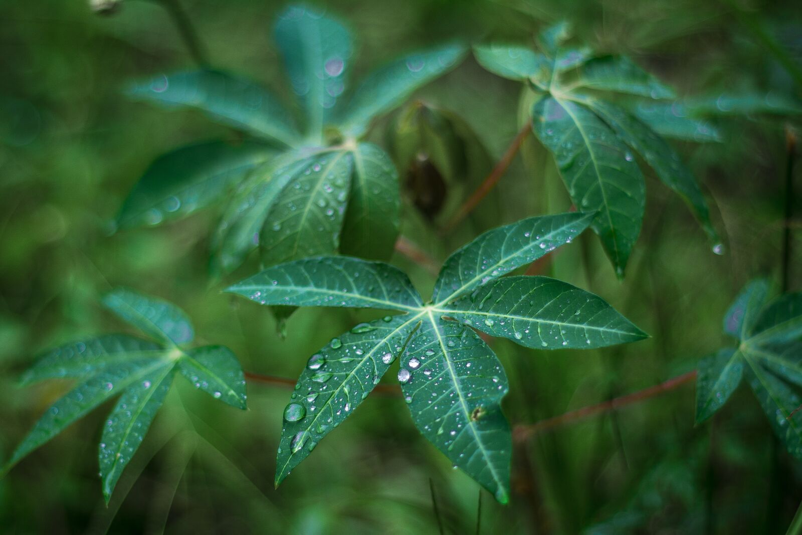 Nikon D5200 sample photo. Leaves, flowers, flora photography