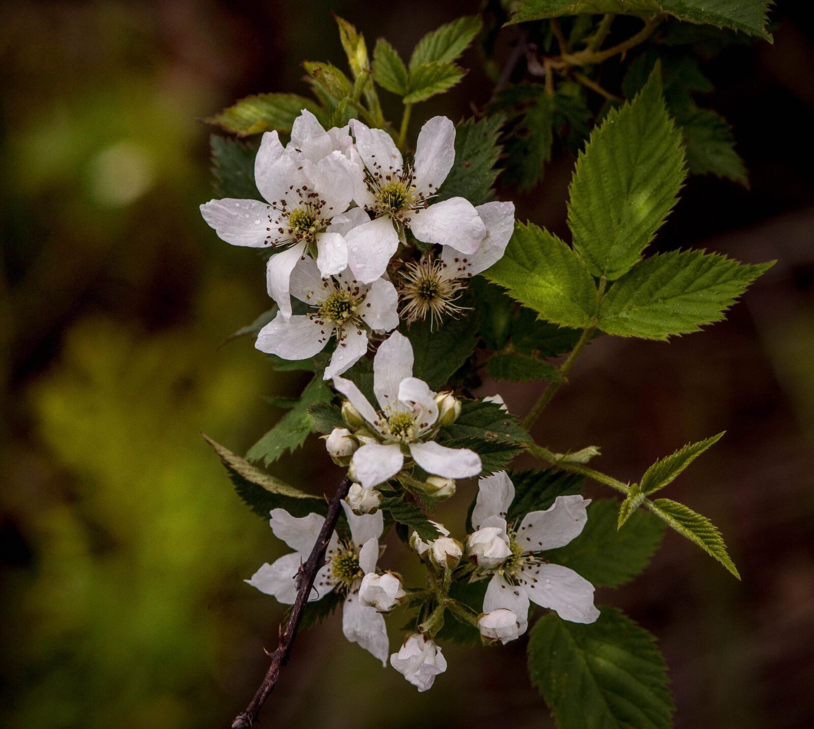 Canon EOS 600D (Rebel EOS T3i / EOS Kiss X5) sample photo. Blackberry blossoms, blackberry flowers photography