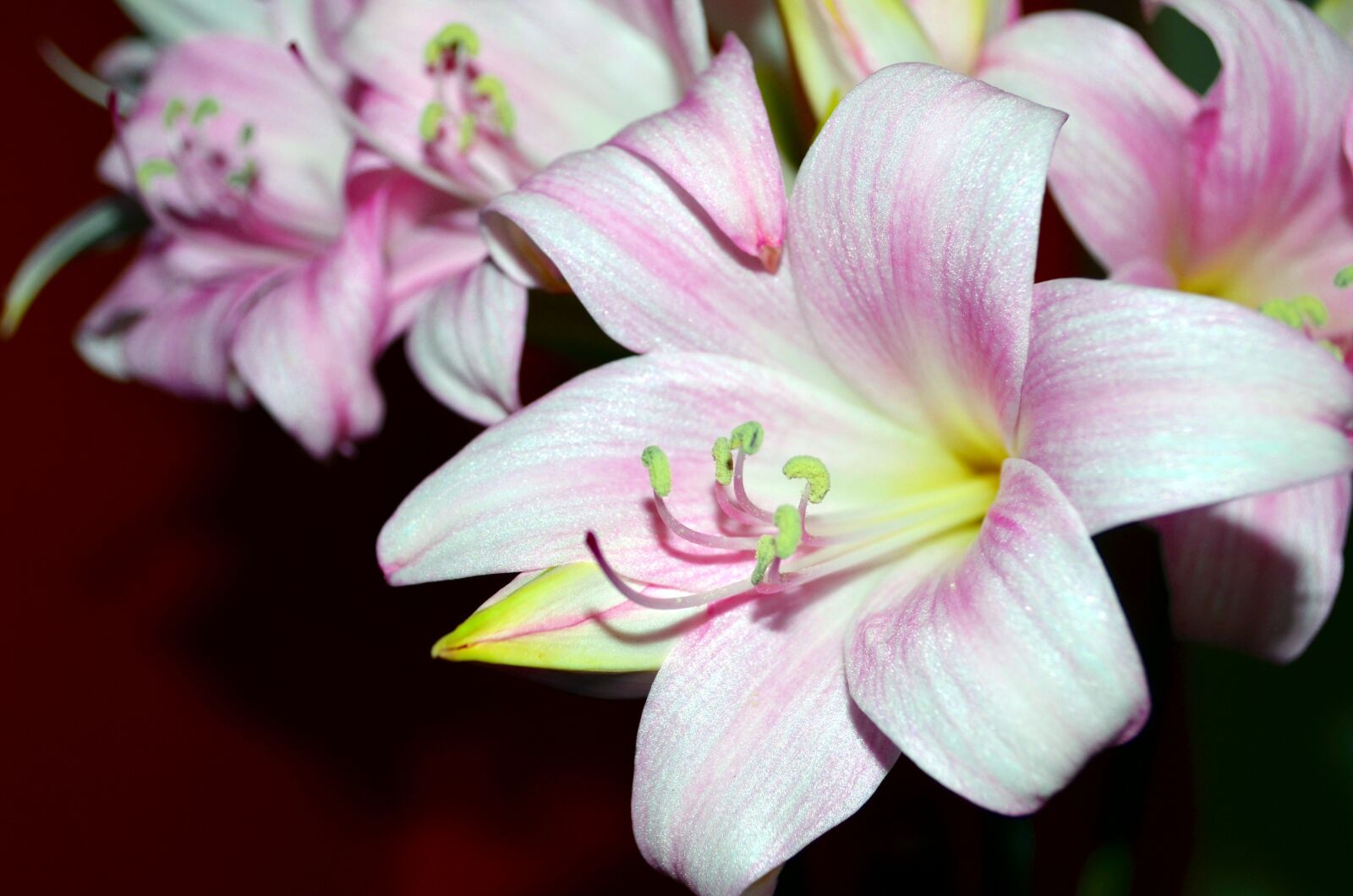Nikon D5100 sample photo. Lily, flowers, rosa photography