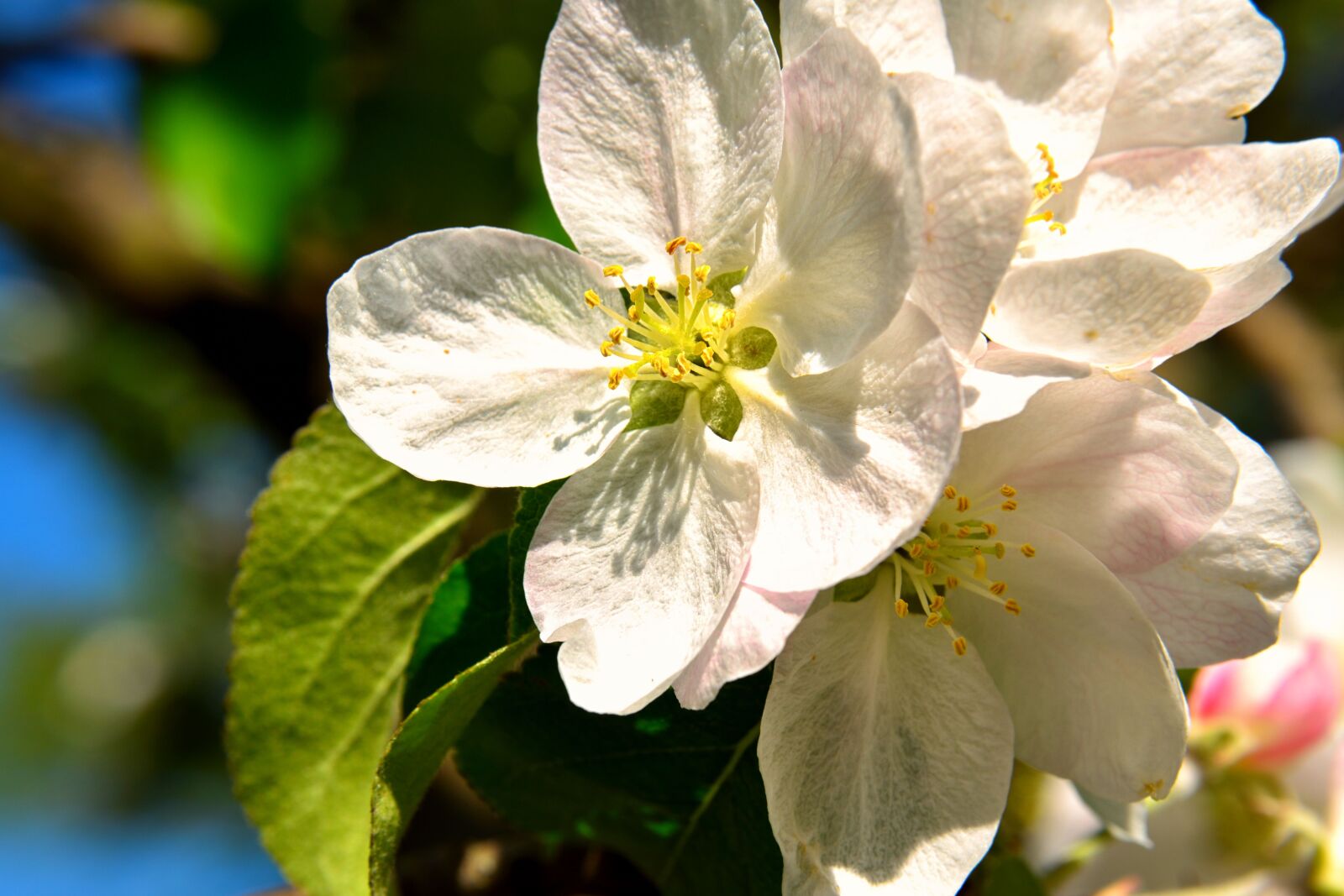 Nikon D5500 sample photo. Apple blossoms, apple tree photography