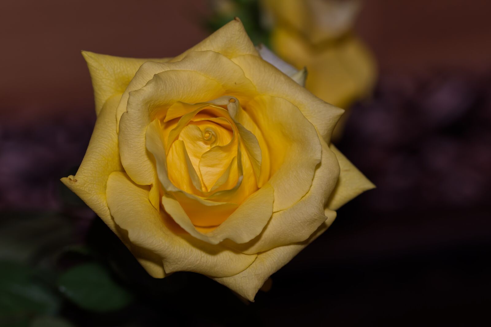 Nikon D5500 sample photo. Rose, yellow, yellow rose photography