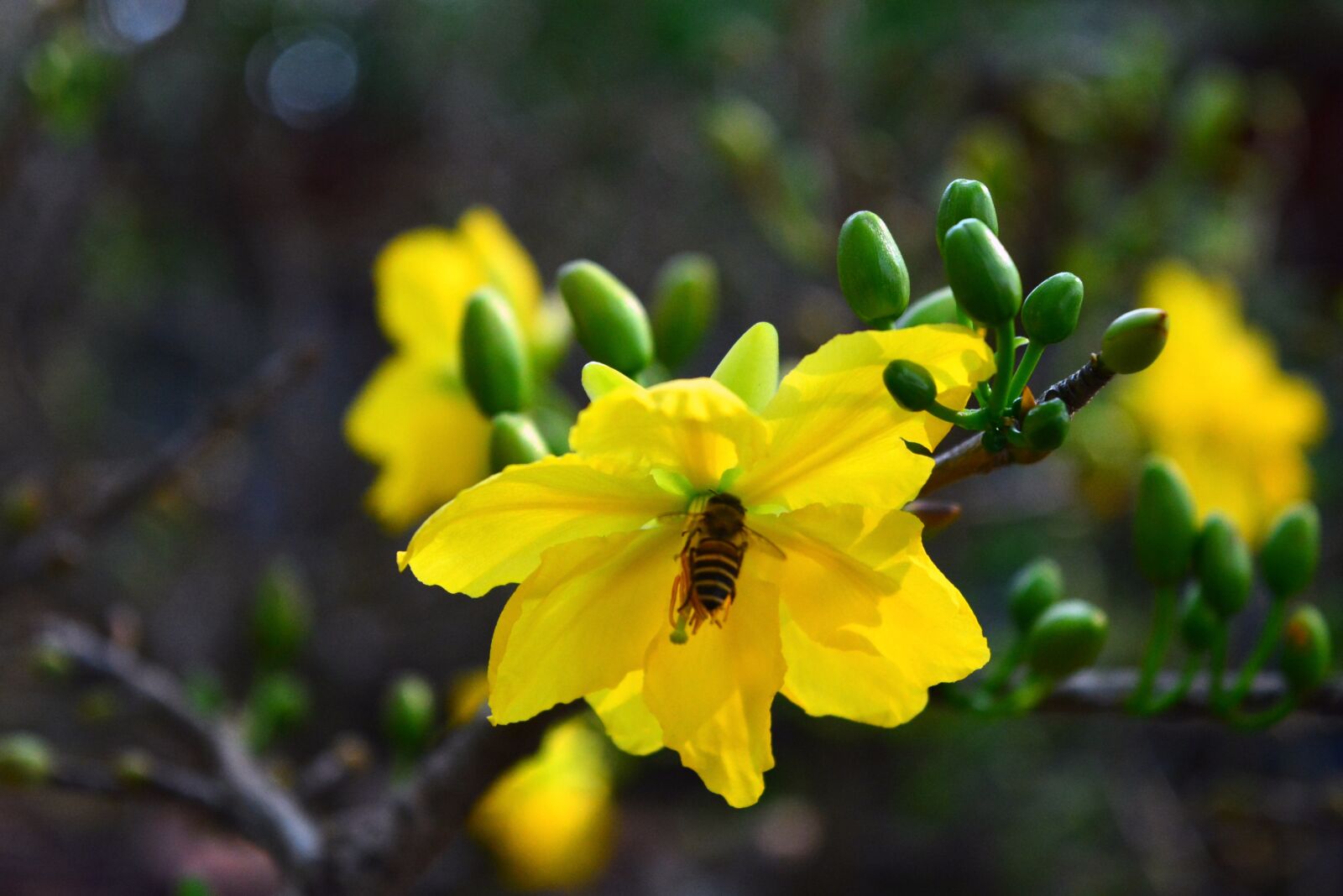 Nikon D5200 sample photo. Flowers, bee, buds photography