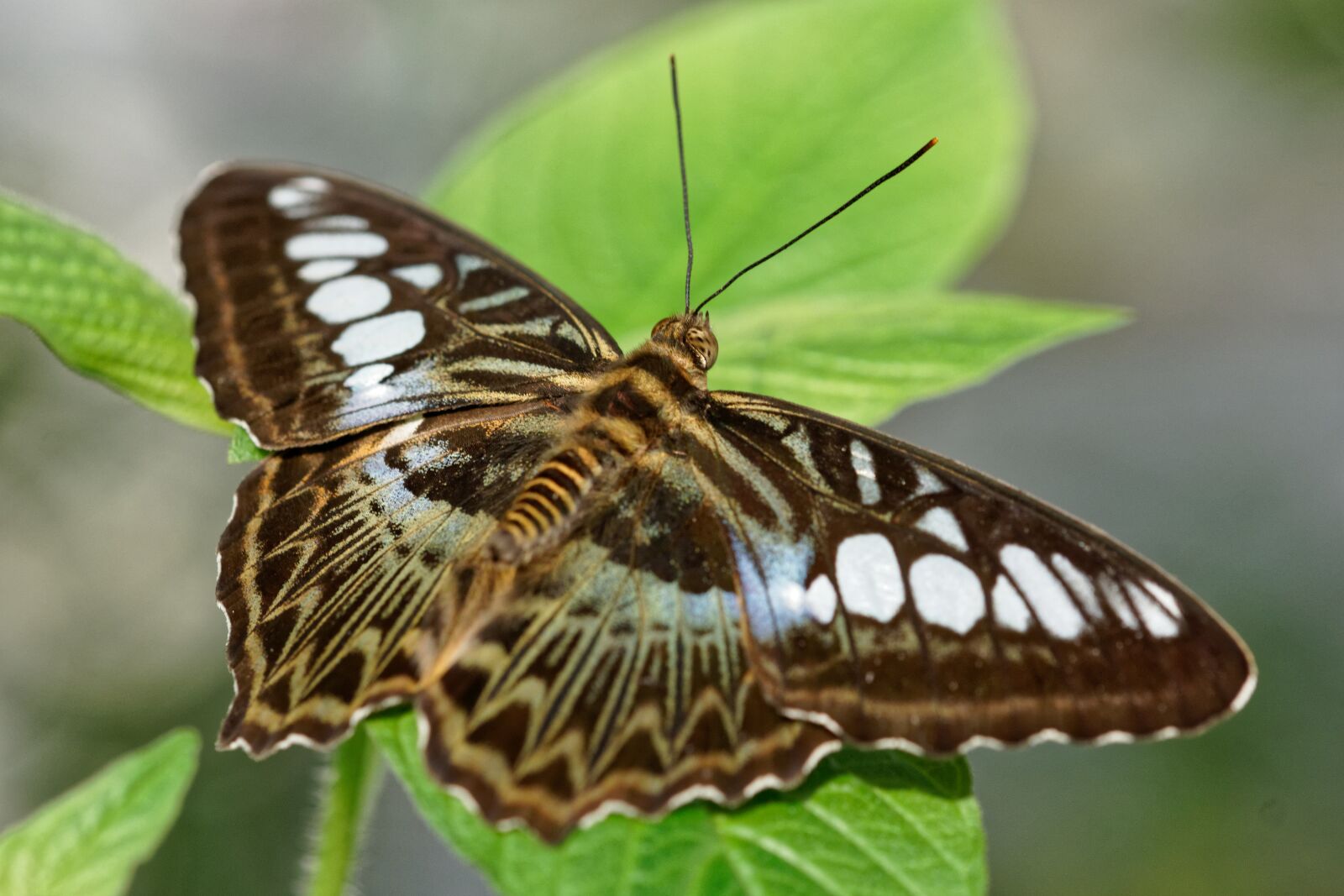 Sony ILCA-77M2 + 105mm F2.8 sample photo. Butterfly, insect, nature photography