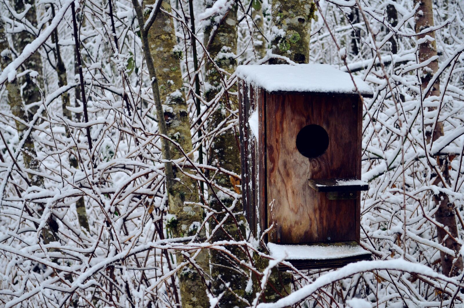Nikon D5100 sample photo. Bird house, snow, winter photography