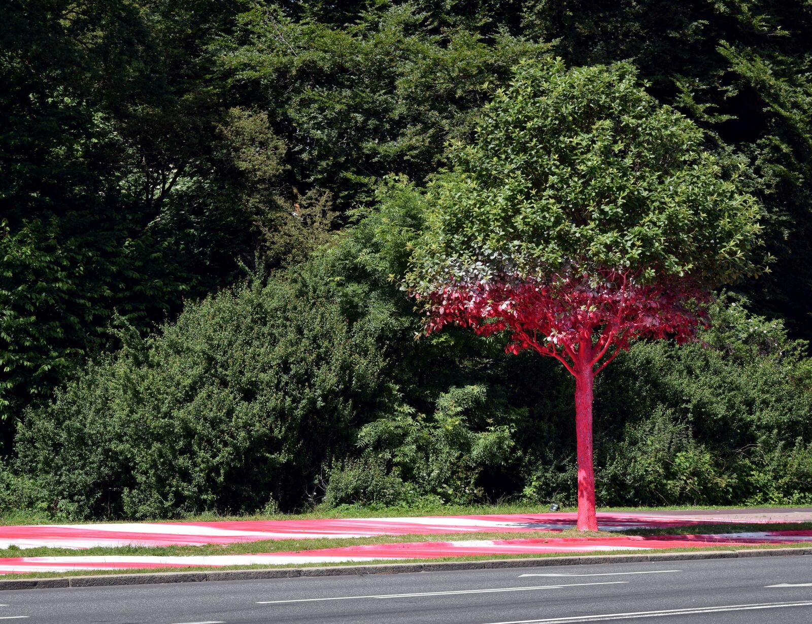 Nikon D5300 sample photo. Tree, red, colored photography