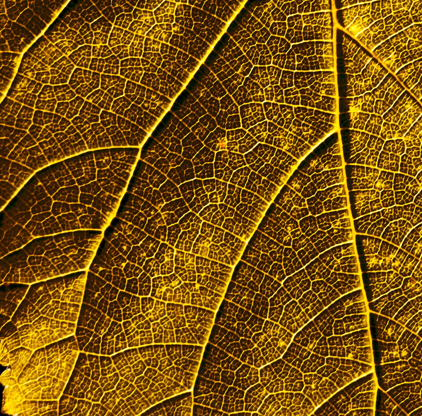 Canon EOS 50D sample photo. Leaf, bush, plant photography