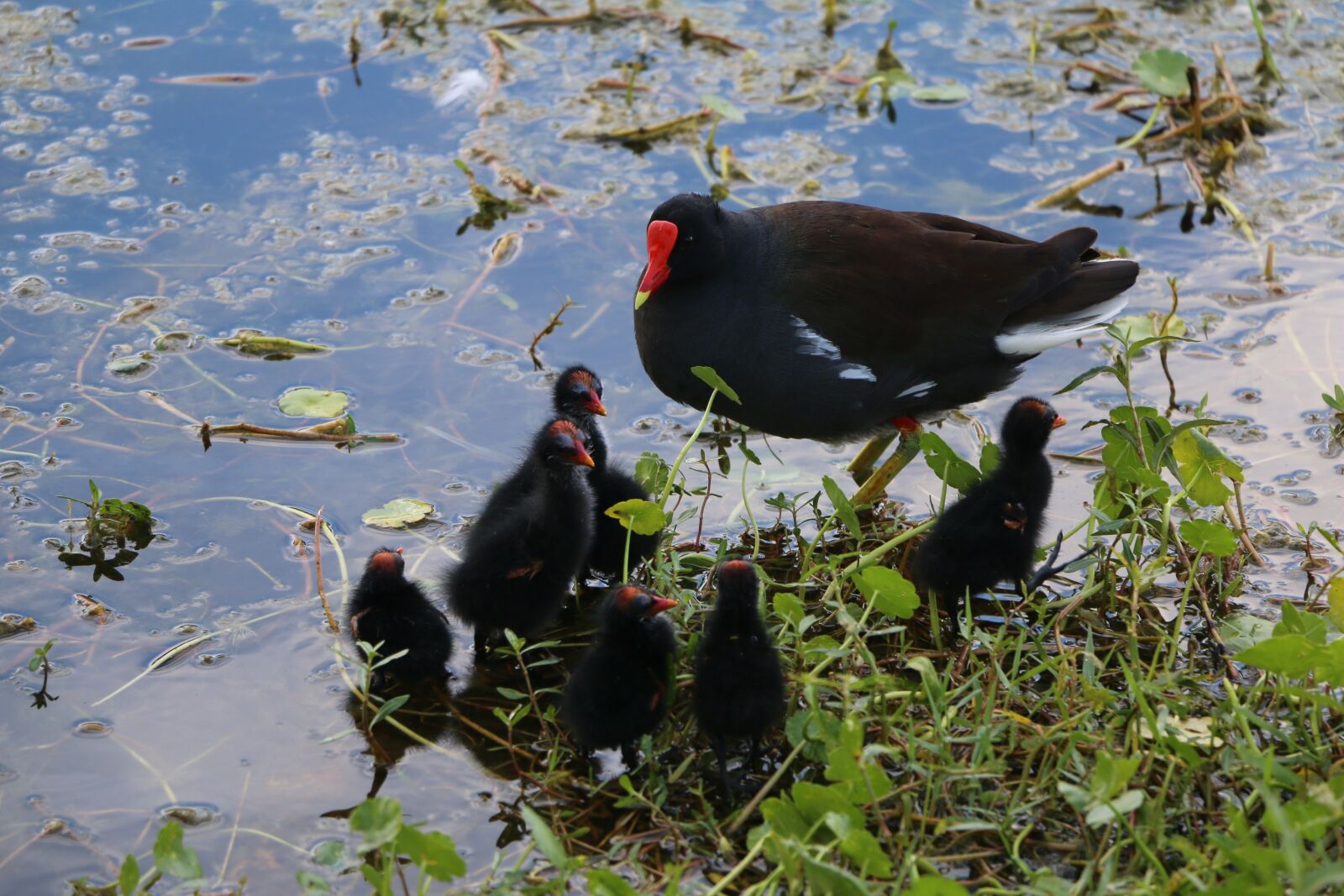 Canon EOS 70D sample photo. Morehen, chicks, wildlife photography