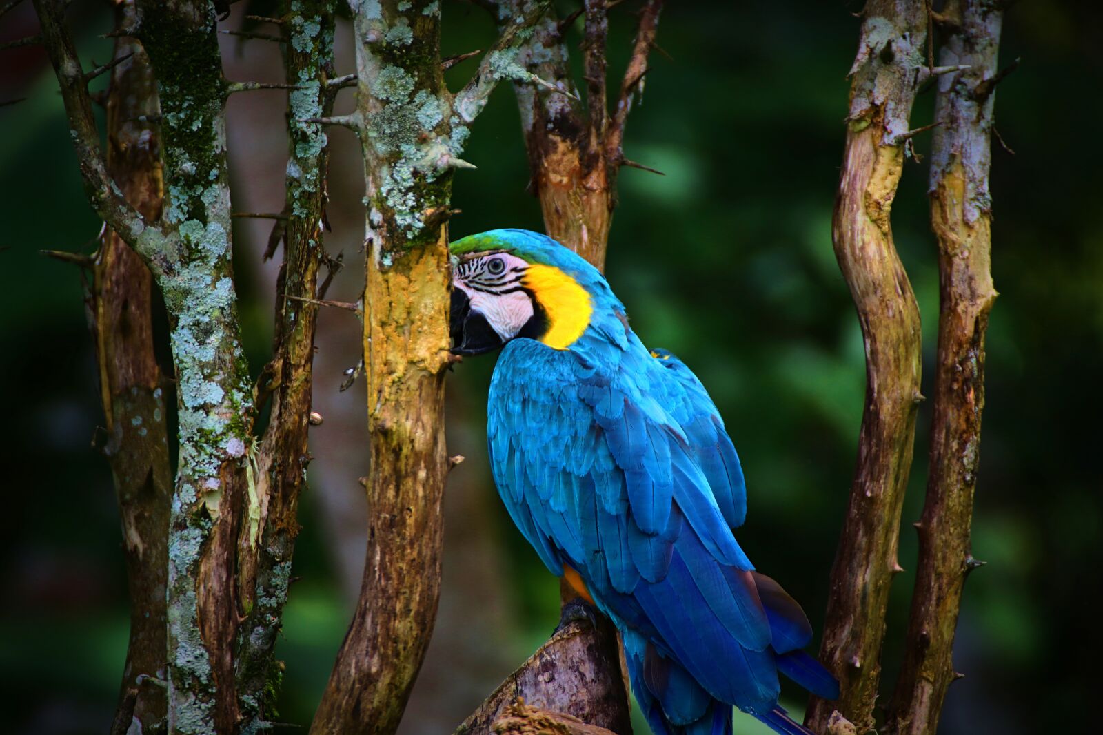 Canon EOS 80D sample photo. Macaw, parrot, bird photography