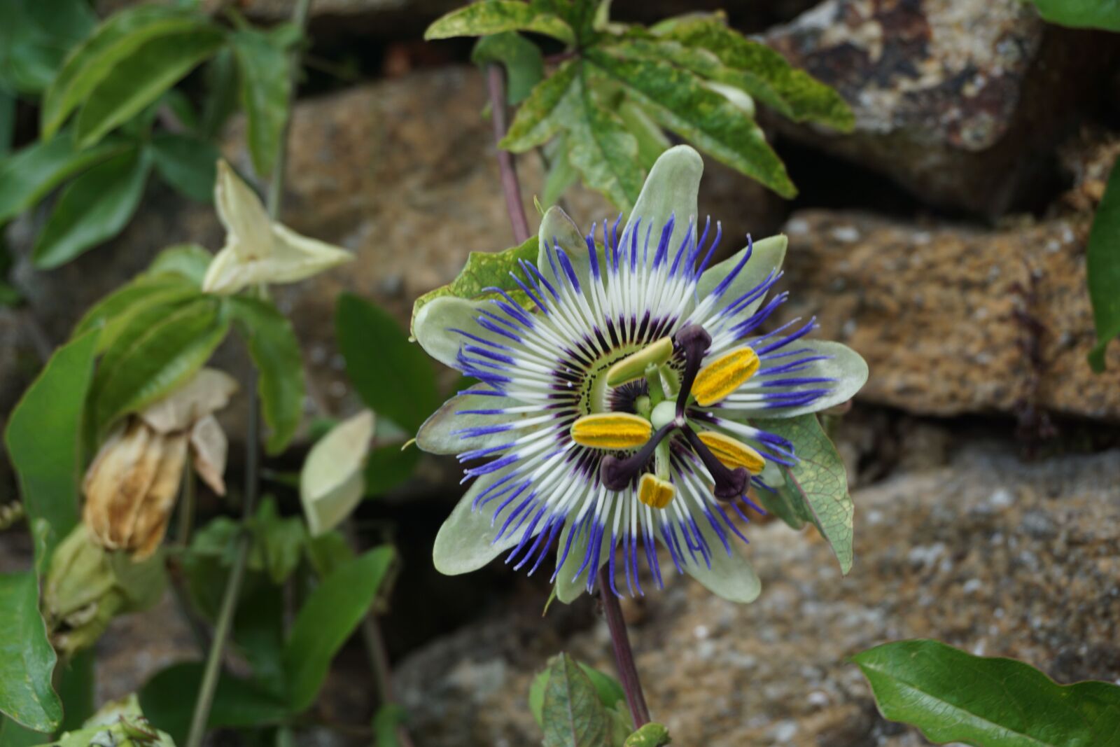 Sony a6000 sample photo. Bleu, fleur, la, nature photography