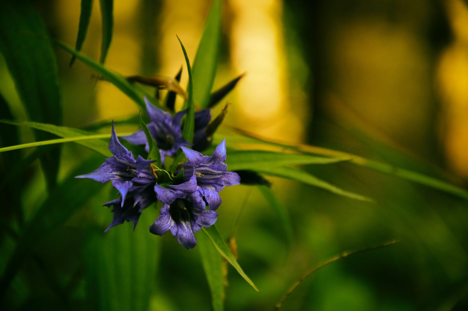 Nikon D3200 sample photo. Flower, plant, a garden photography