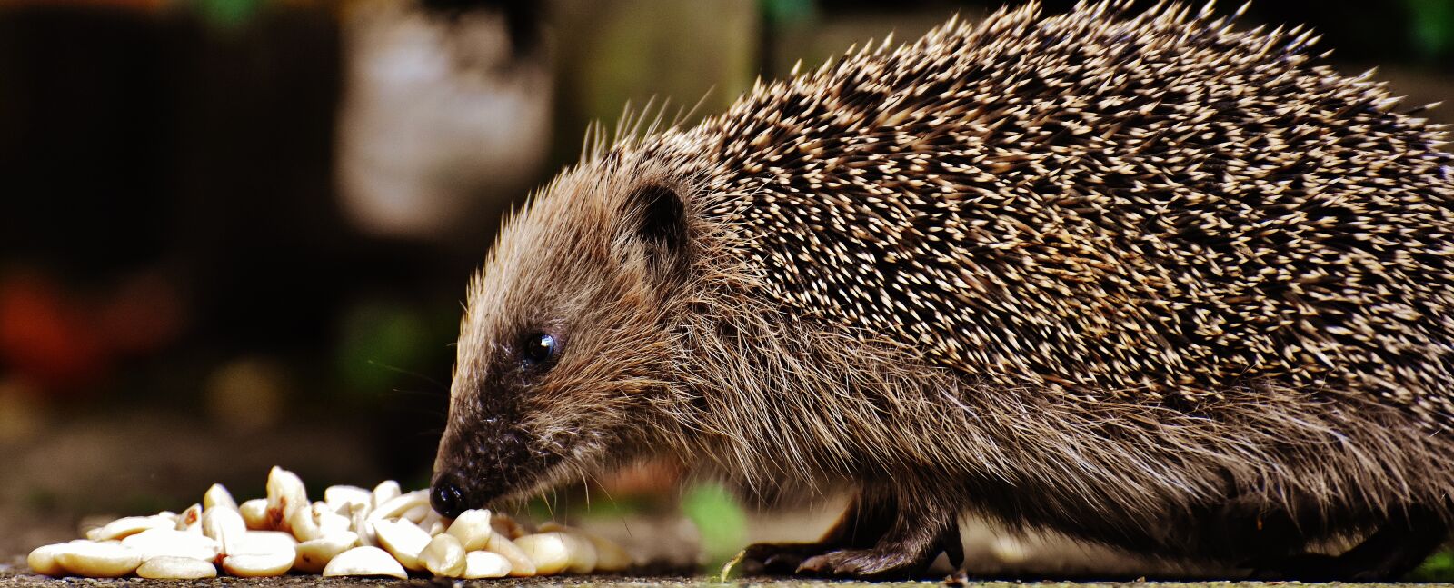 Nikon D7200 sample photo. Hedgehog child, young hedgehog photography