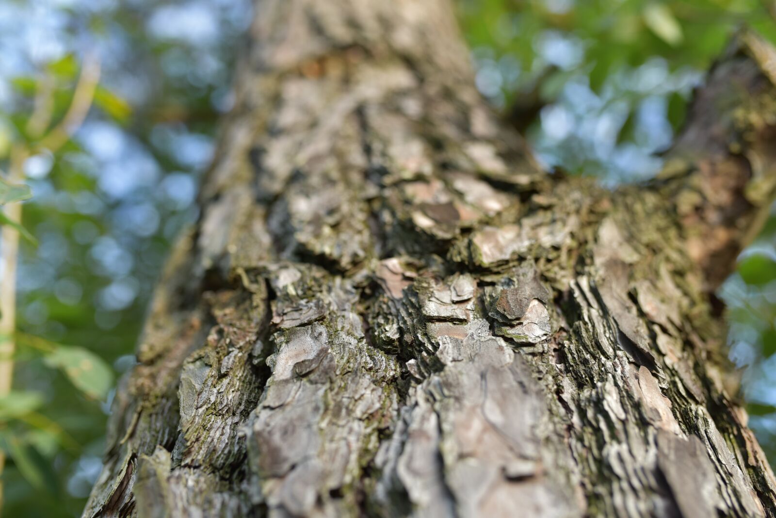 Nikon D750 sample photo. Tree, nature, brown photography
