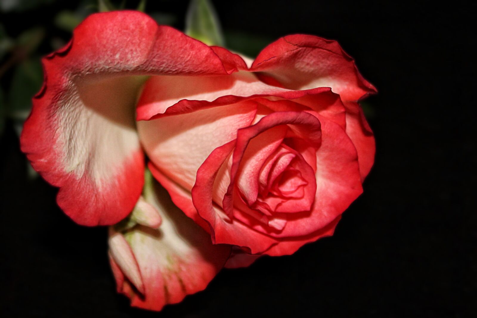 Canon EOS 1100D (EOS Rebel T3 / EOS Kiss X50) sample photo. Rose, red white, flower photography