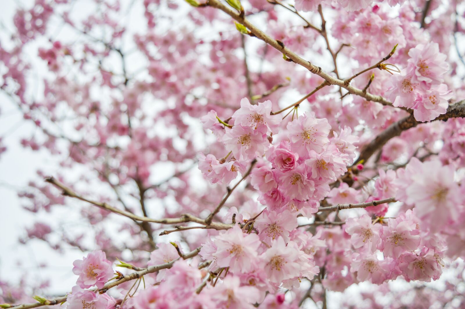 Nikon D3200 sample photo. Cherry blossom, qingdao, pink photography