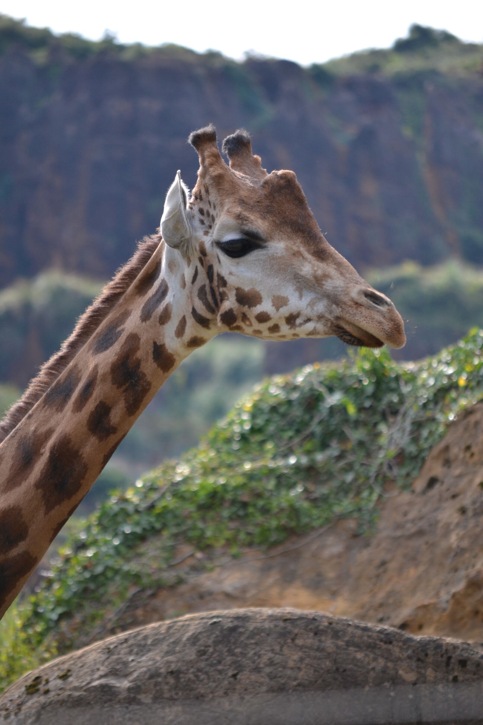 Nikon D3100 sample photo. Giraffe, animal, jungle photography