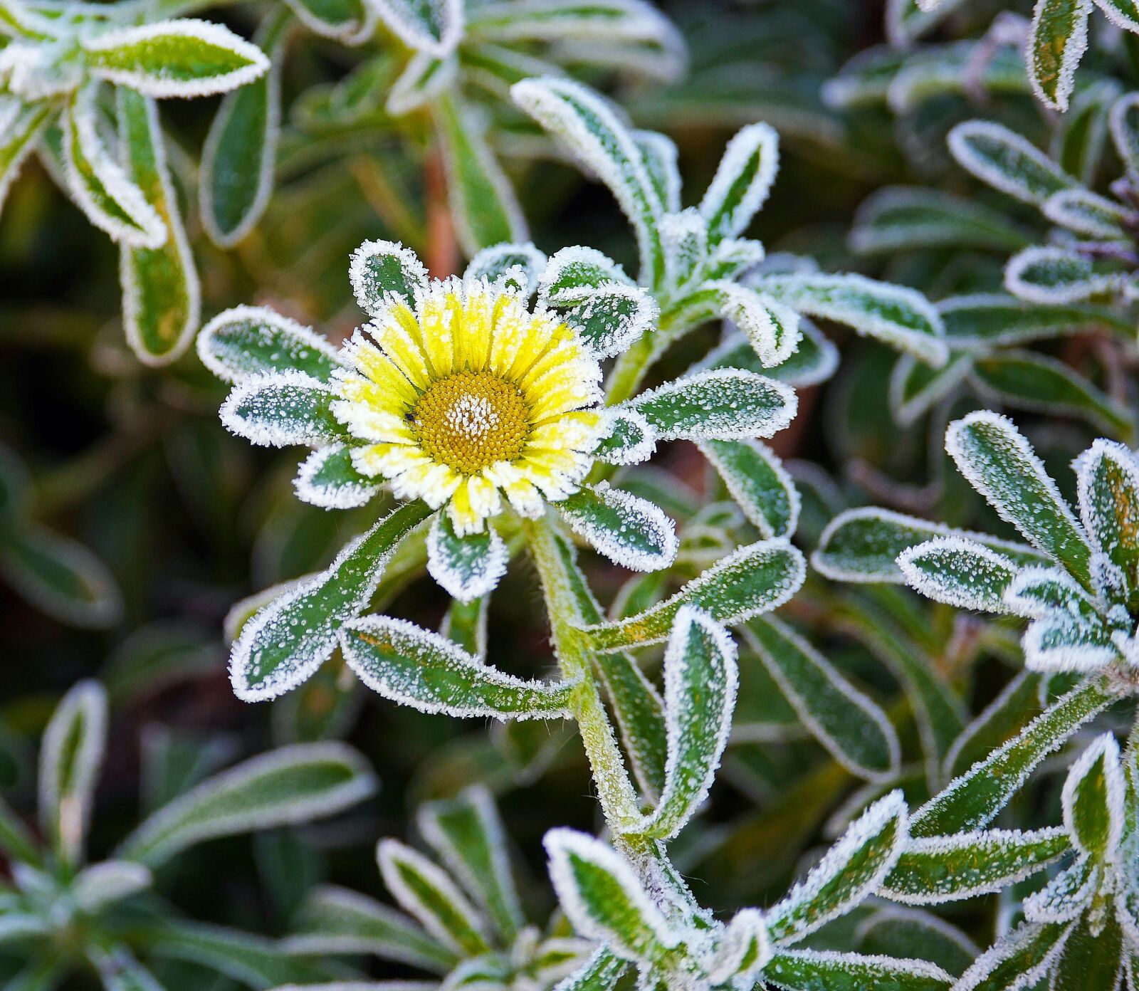 Panasonic Lumix DMC-GH3 sample photo. Eisbl te, hoarfrost, late photography