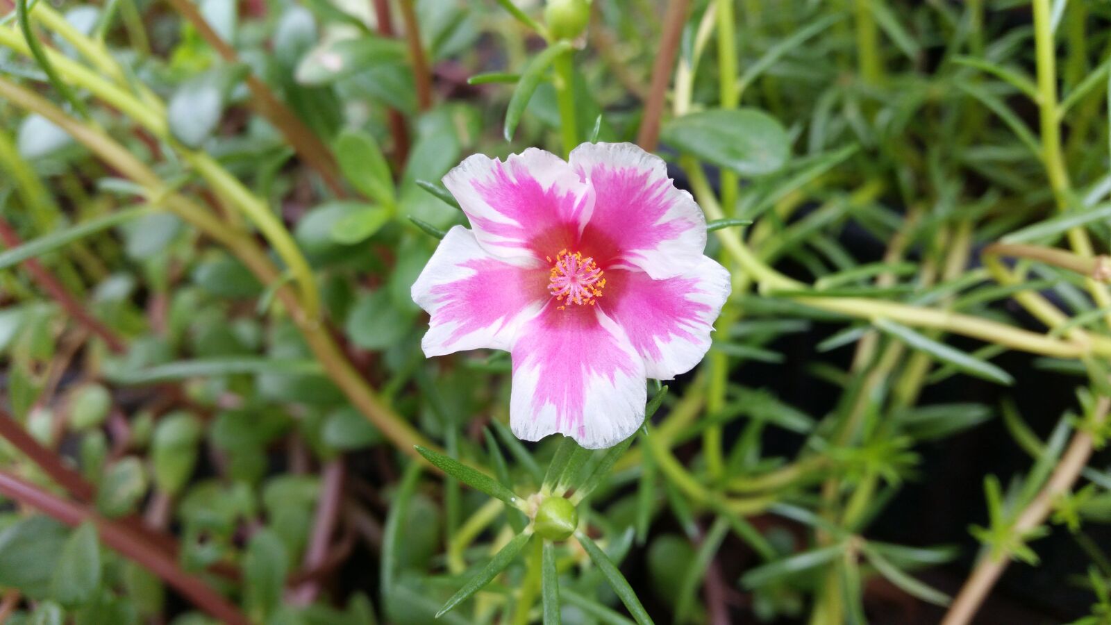 Samsung Galaxy S5 sample photo. Flower, pink, flowers photography