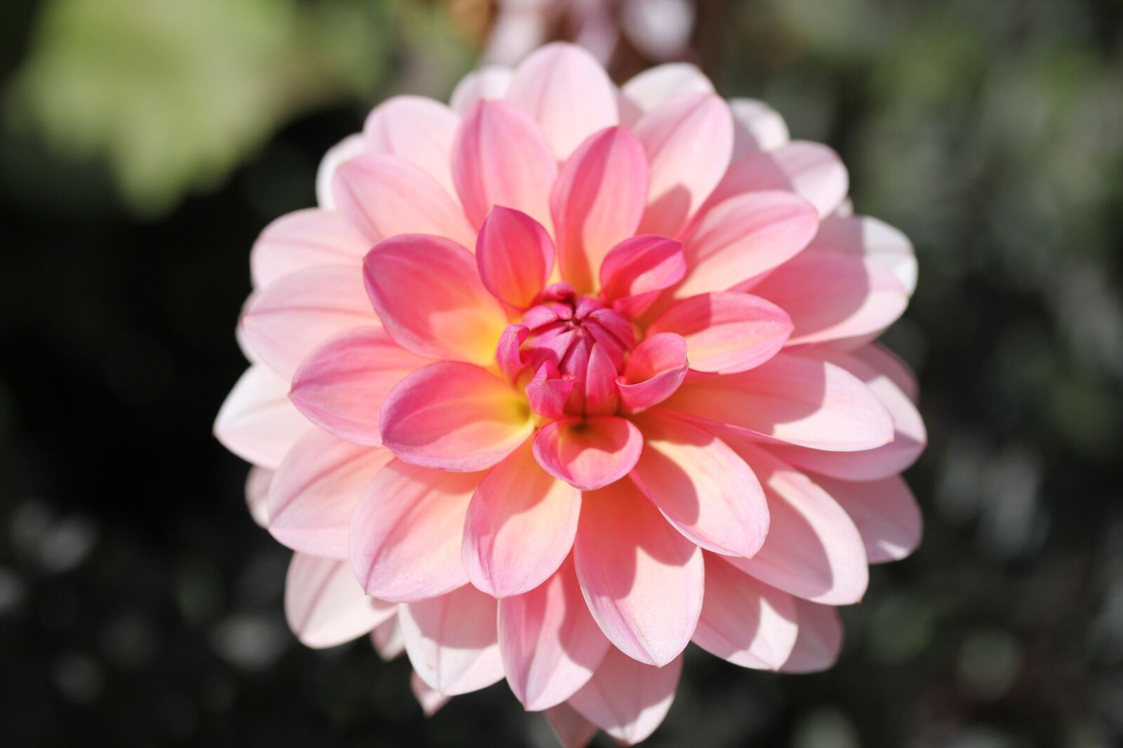 Canon EF-S 60mm F2.8 Macro USM sample photo. Dahlia, pink, flower photography