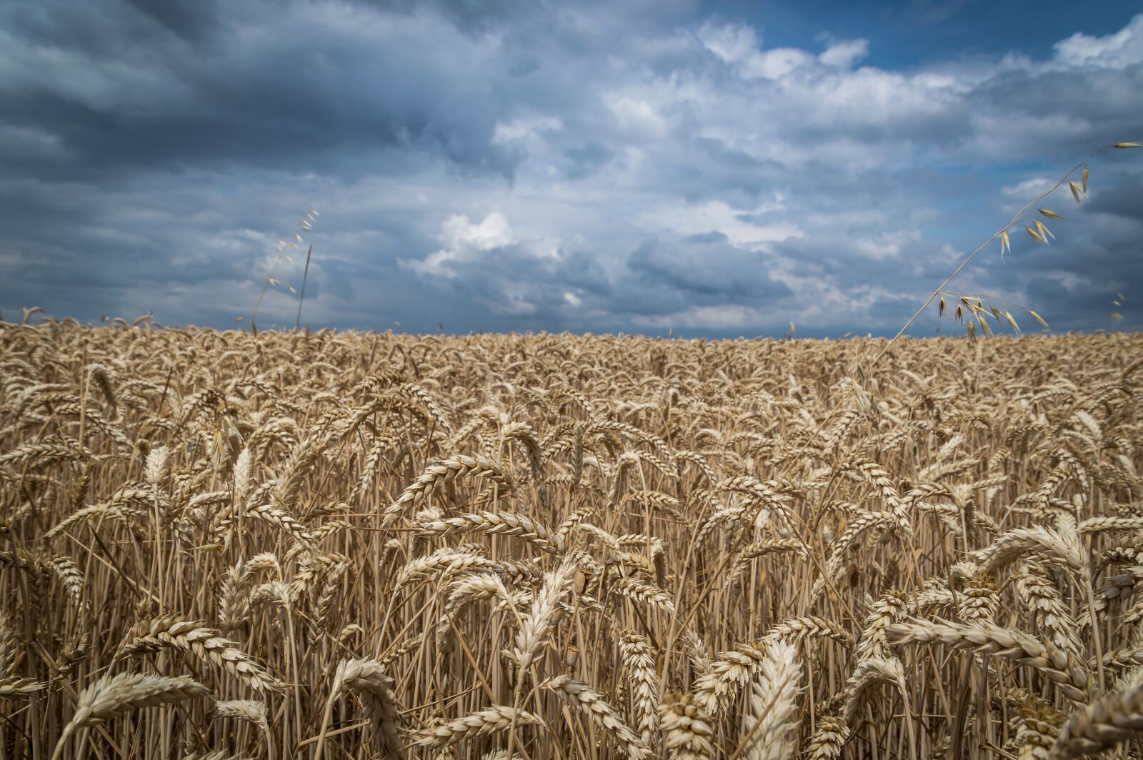 Tamron 18-200mm F3.5-6.3 Di II VC sample photo. Field, wheat, sky photography