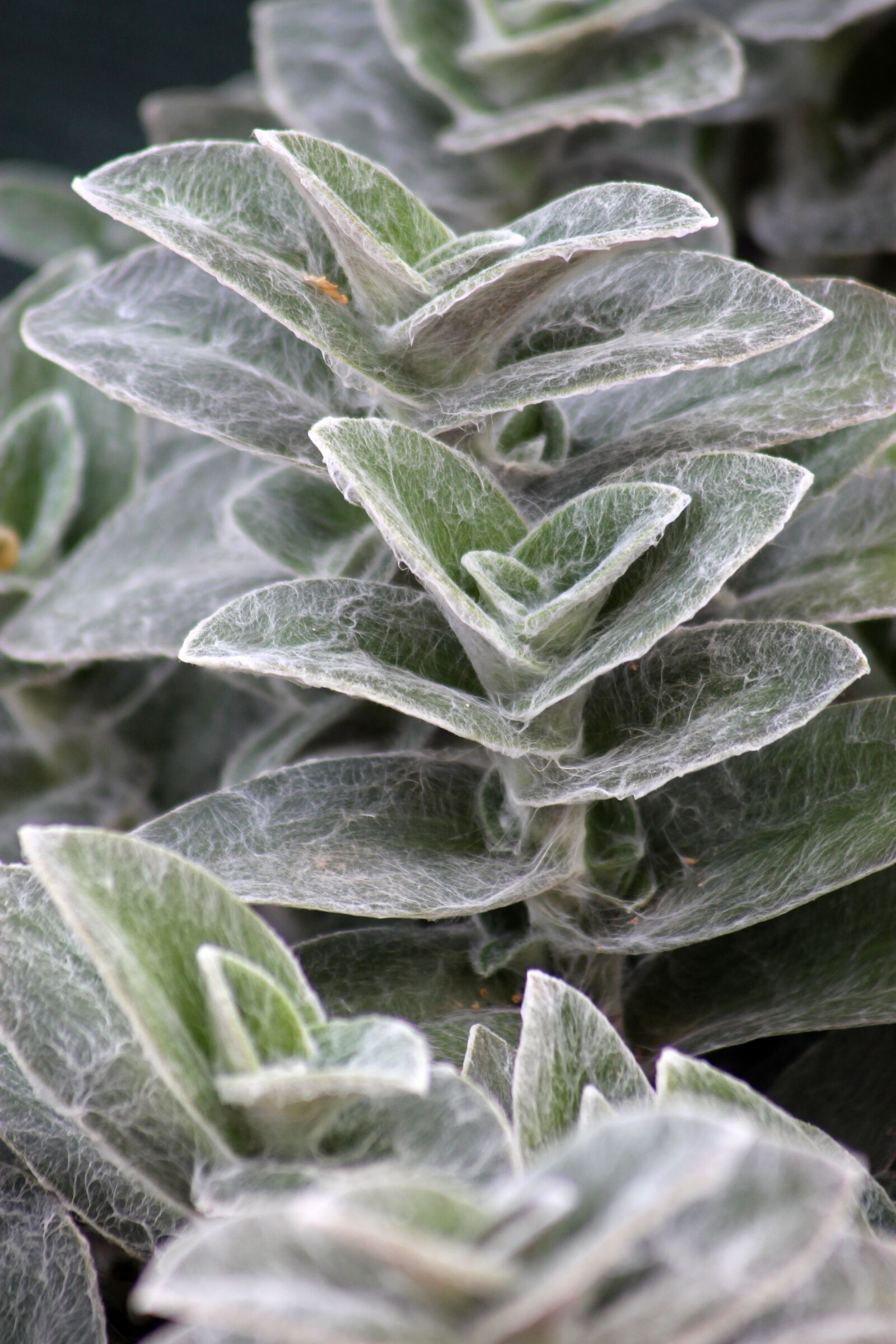 Canon EF 55-200mm F4.5-5.6 II USM sample photo. Plant, balkonn v ny photography