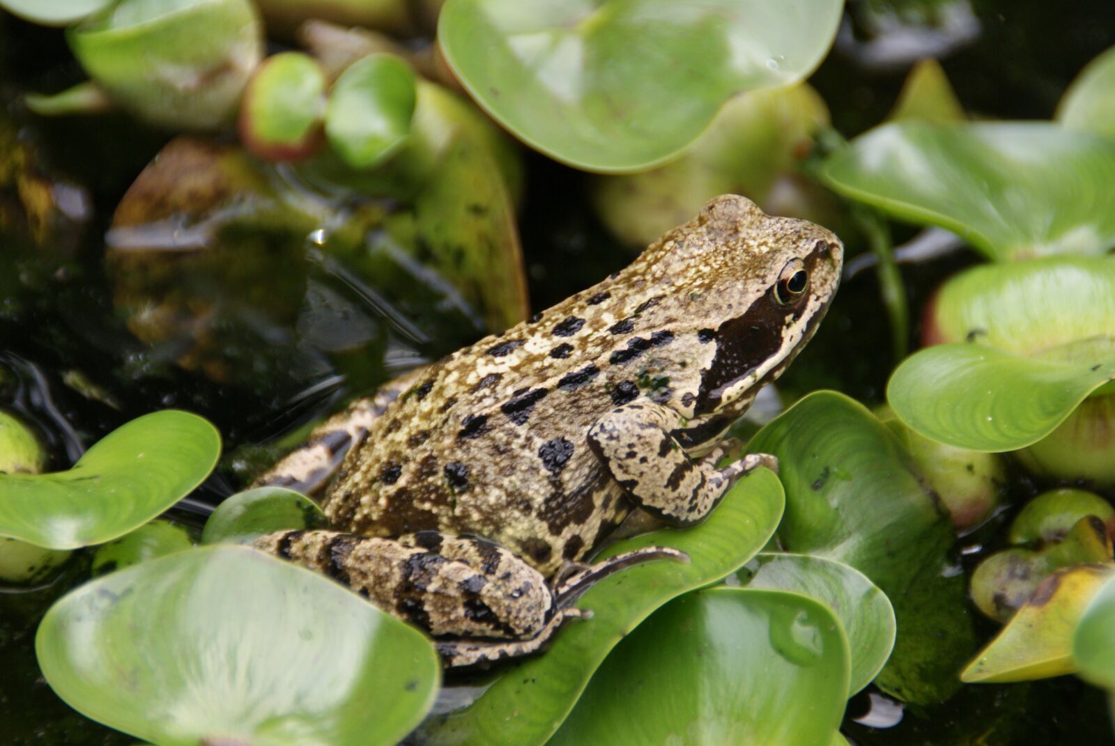 Sony Alpha DSLR-A200 sample photo. Amphibian, frog, water plant photography