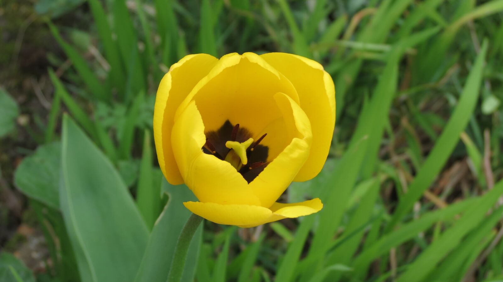 Canon PowerShot SX40 HS sample photo. Flower, yellow, yellow flowers photography
