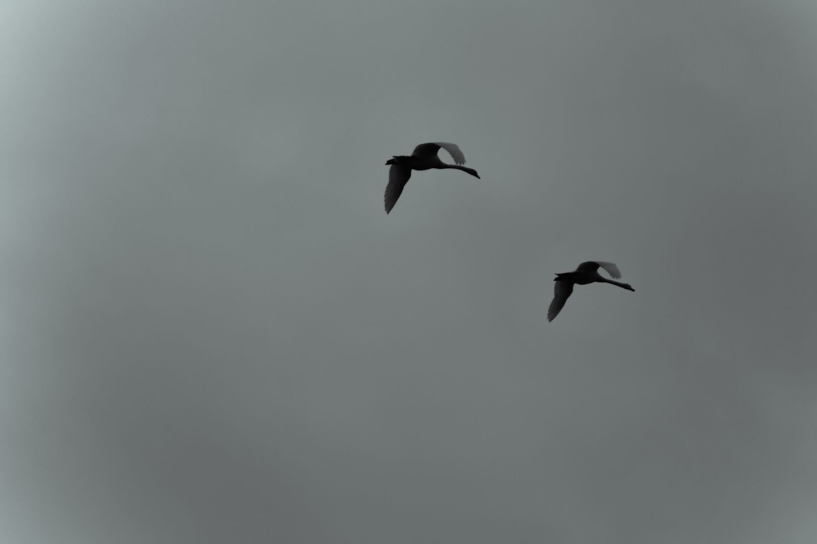 Nikon D7500 sample photo. Swan, dawn, in conjunction photography