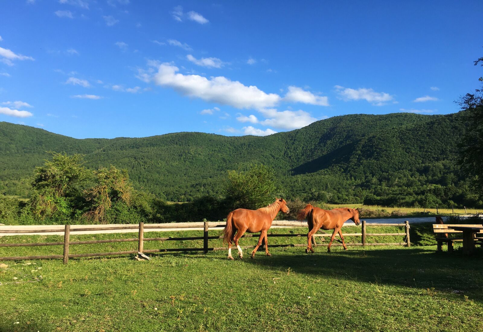 Apple iPhone 6s sample photo. Nature, horses, landscape photography