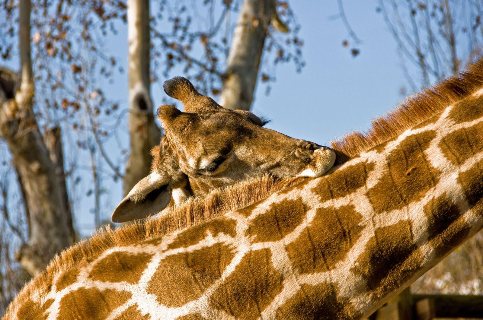 Sony Alpha DSLR-A700 sample photo. Giraffe, animal, wildlife photography