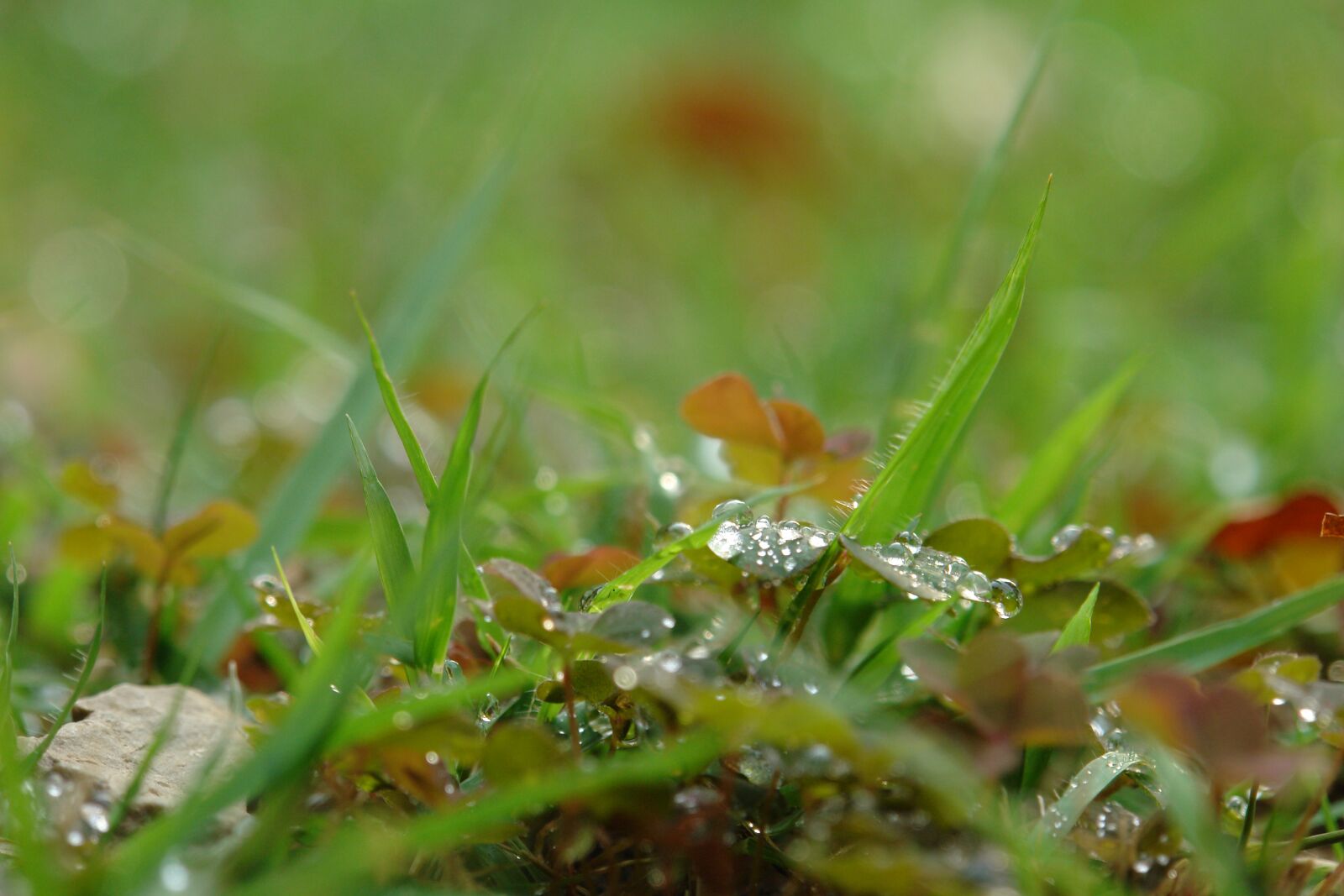 Sony DSC-R1 sample photo. Morning, dew, abstract photography