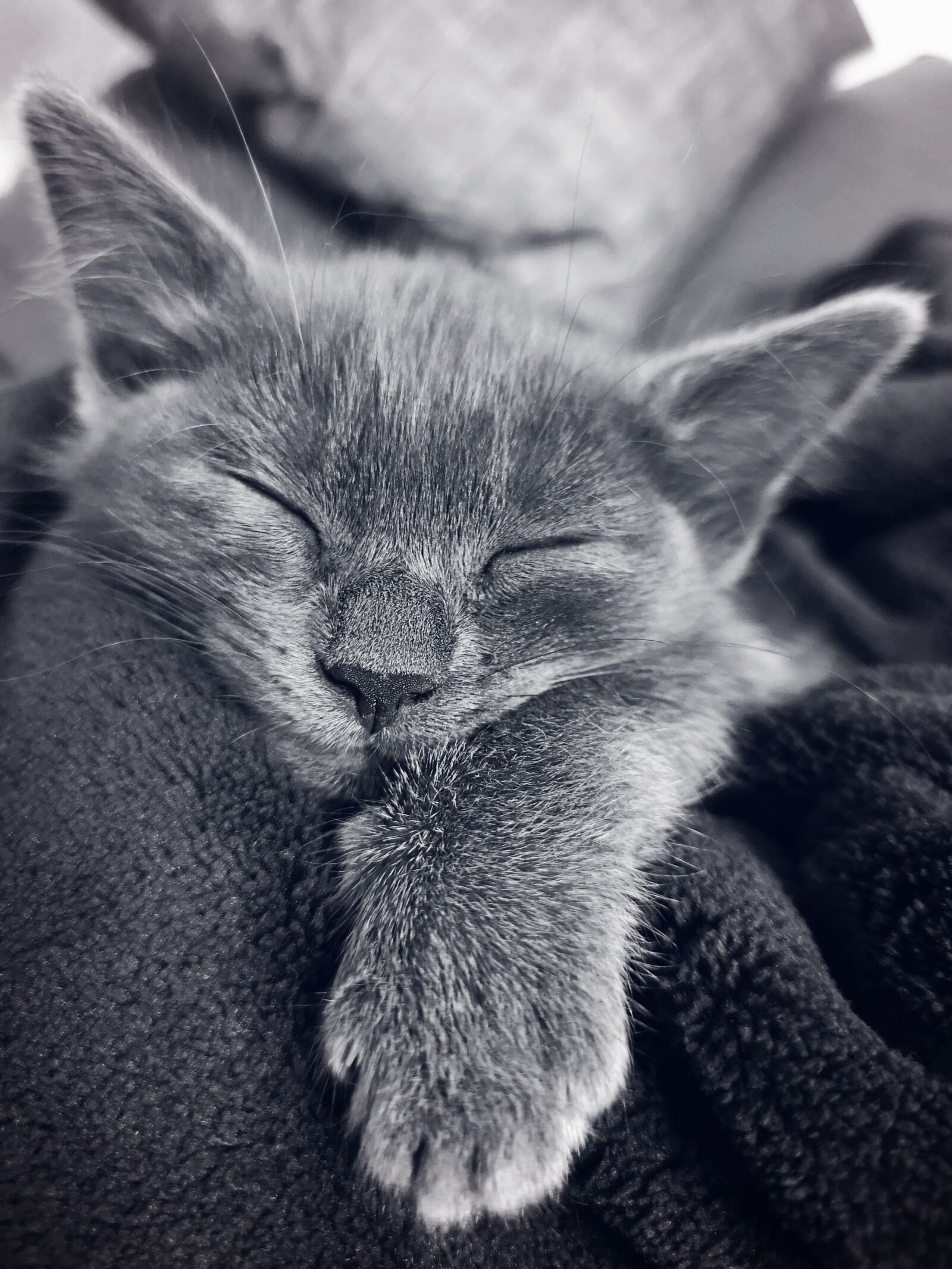 HUAWEI P20 Pro sample photo. Cat, kitten, sleeping photography