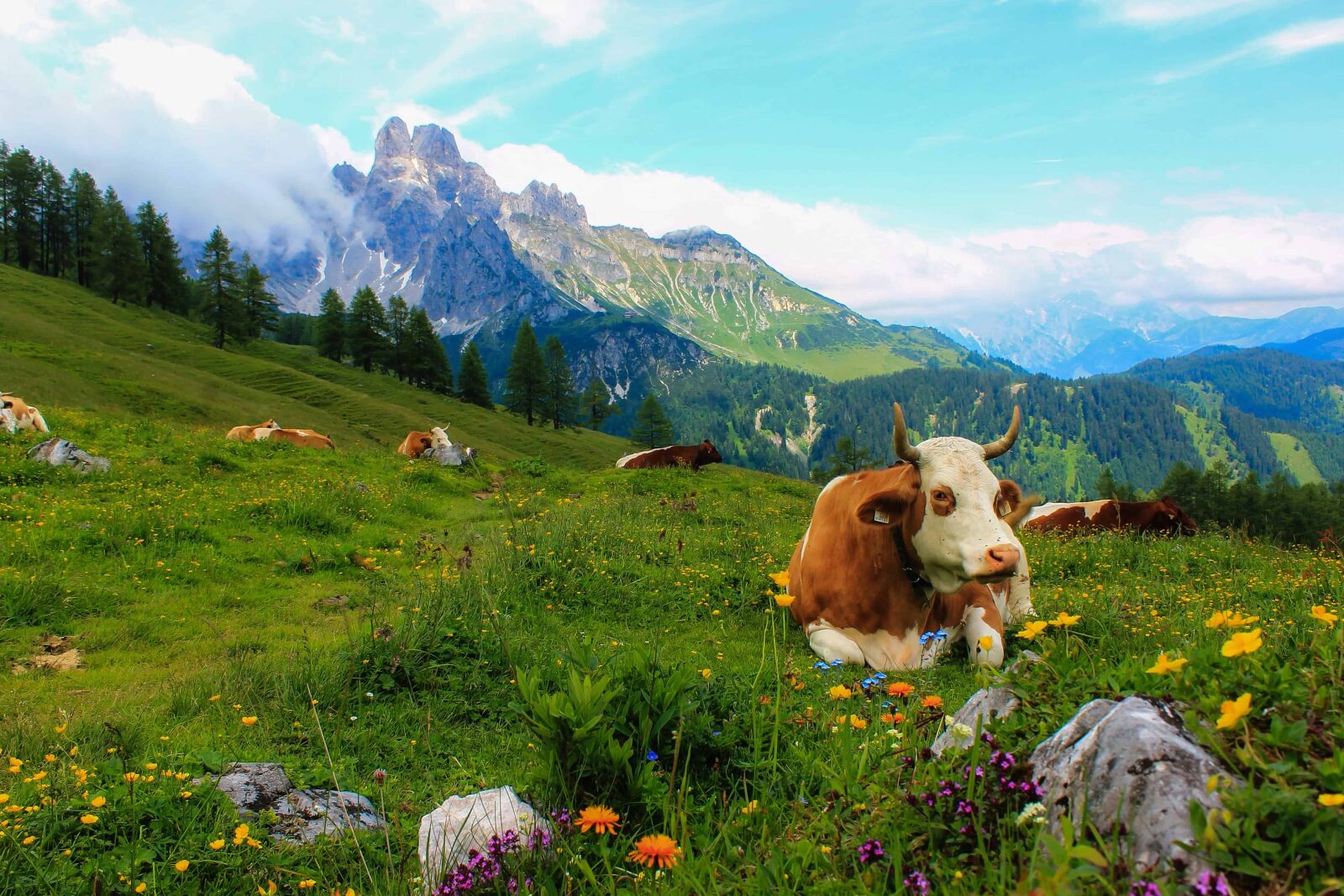 Canon EOS 1100D (EOS Rebel T3 / EOS Kiss X50) sample photo. Landscape, cow, summer, mountain photography