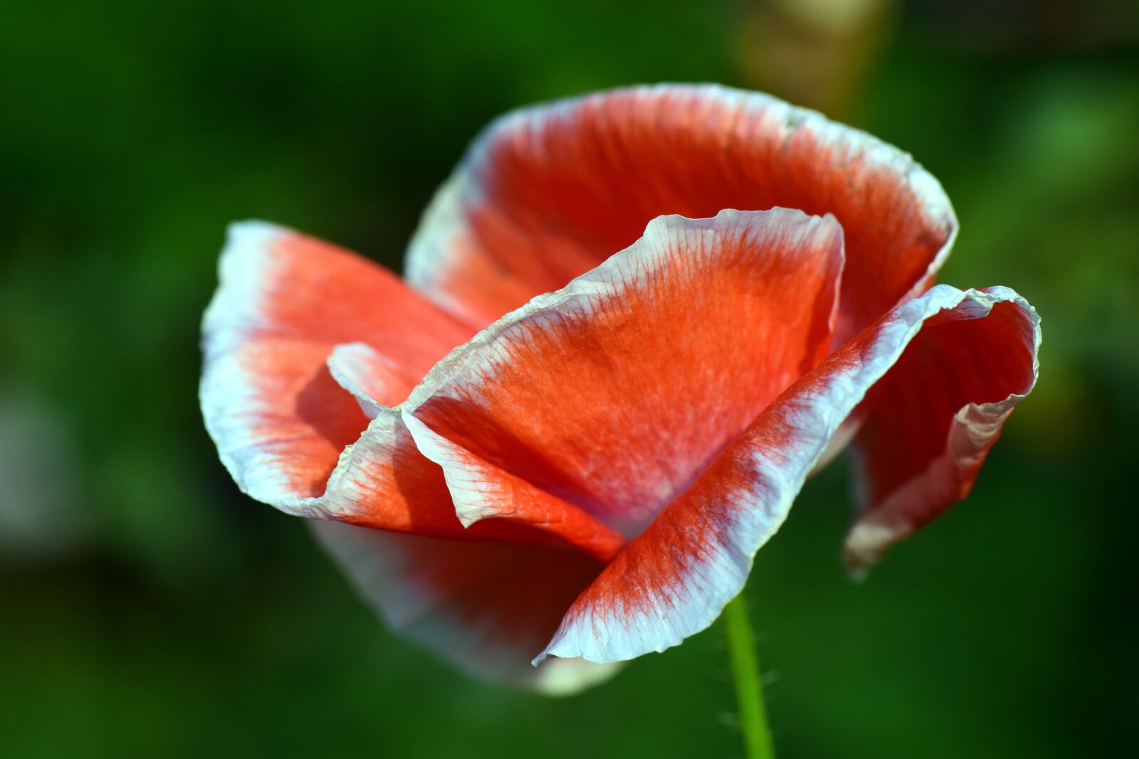 Nikon D3300 sample photo. Poppy, blossom, bloom photography