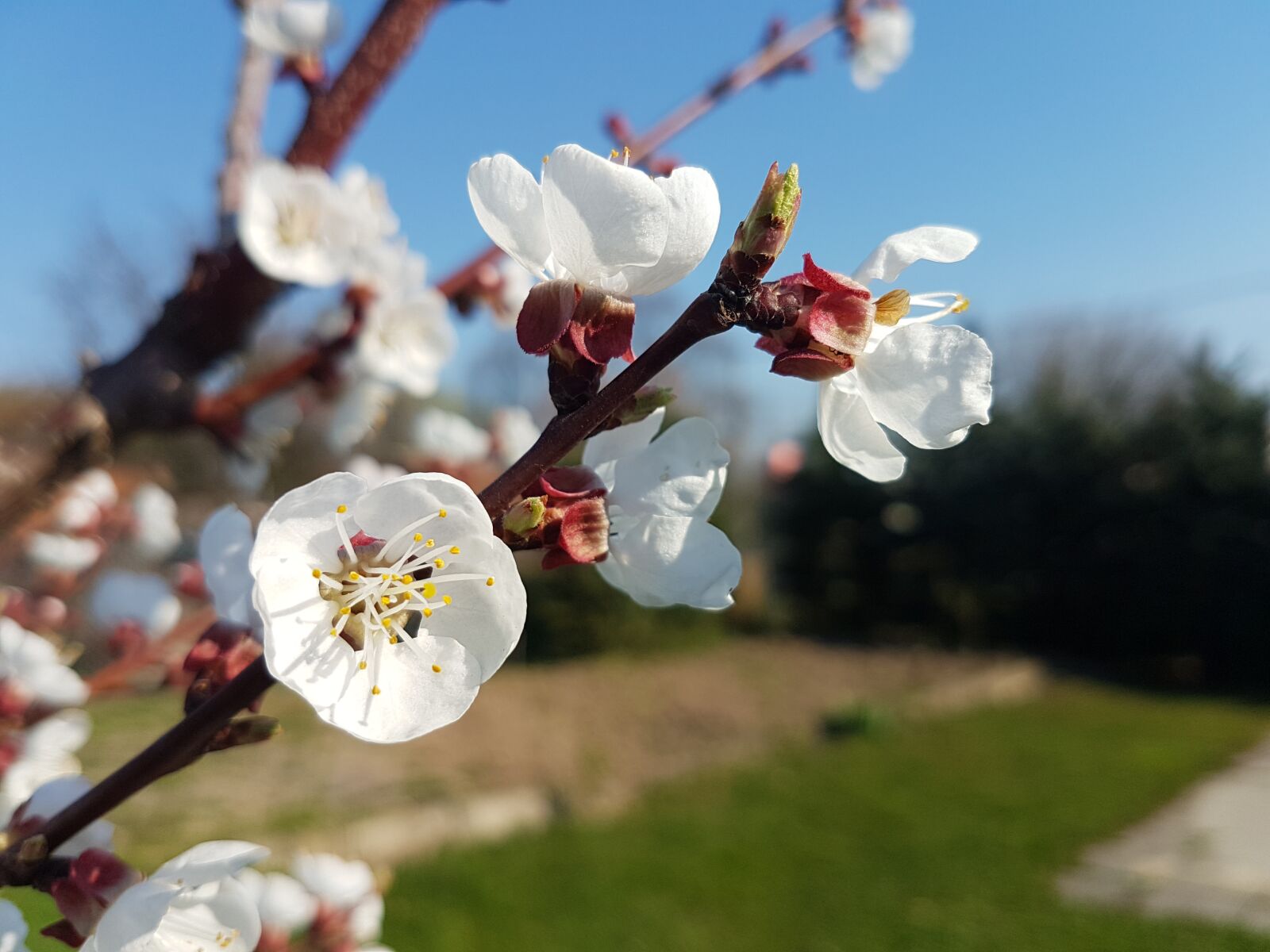 Samsung Galaxy S7 Edge sample photo. Spring, flower, nature photography