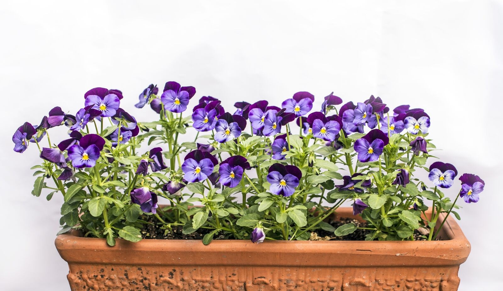 Nikon D610 sample photo. Pansies for my love photography