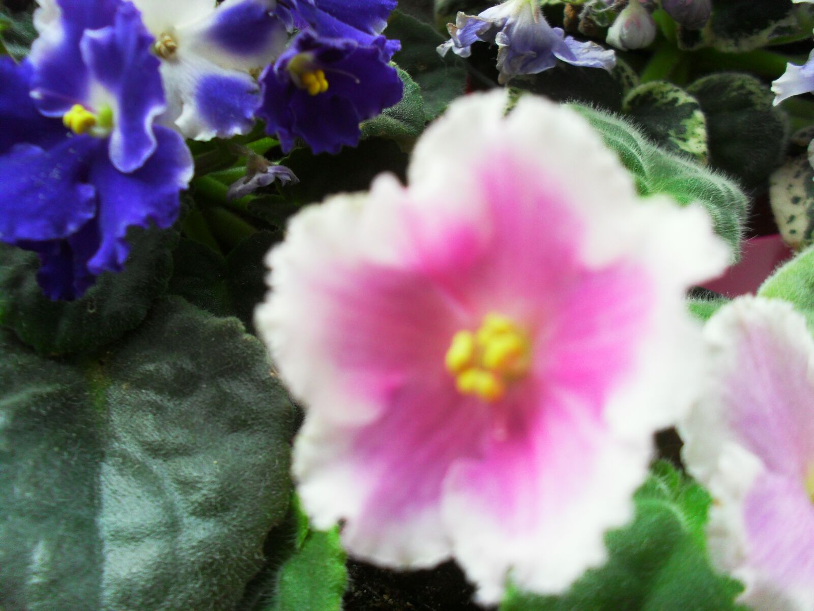 Samsung ES60 / VLUU ES60 /  SL105 /  ES63 sample photo. Beautiful, flowers, potted photography