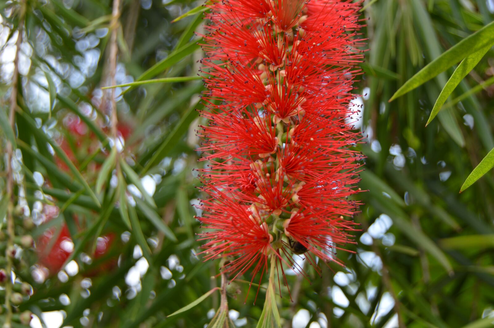 Nikon D3200 sample photo. Red flower, green, bloom photography