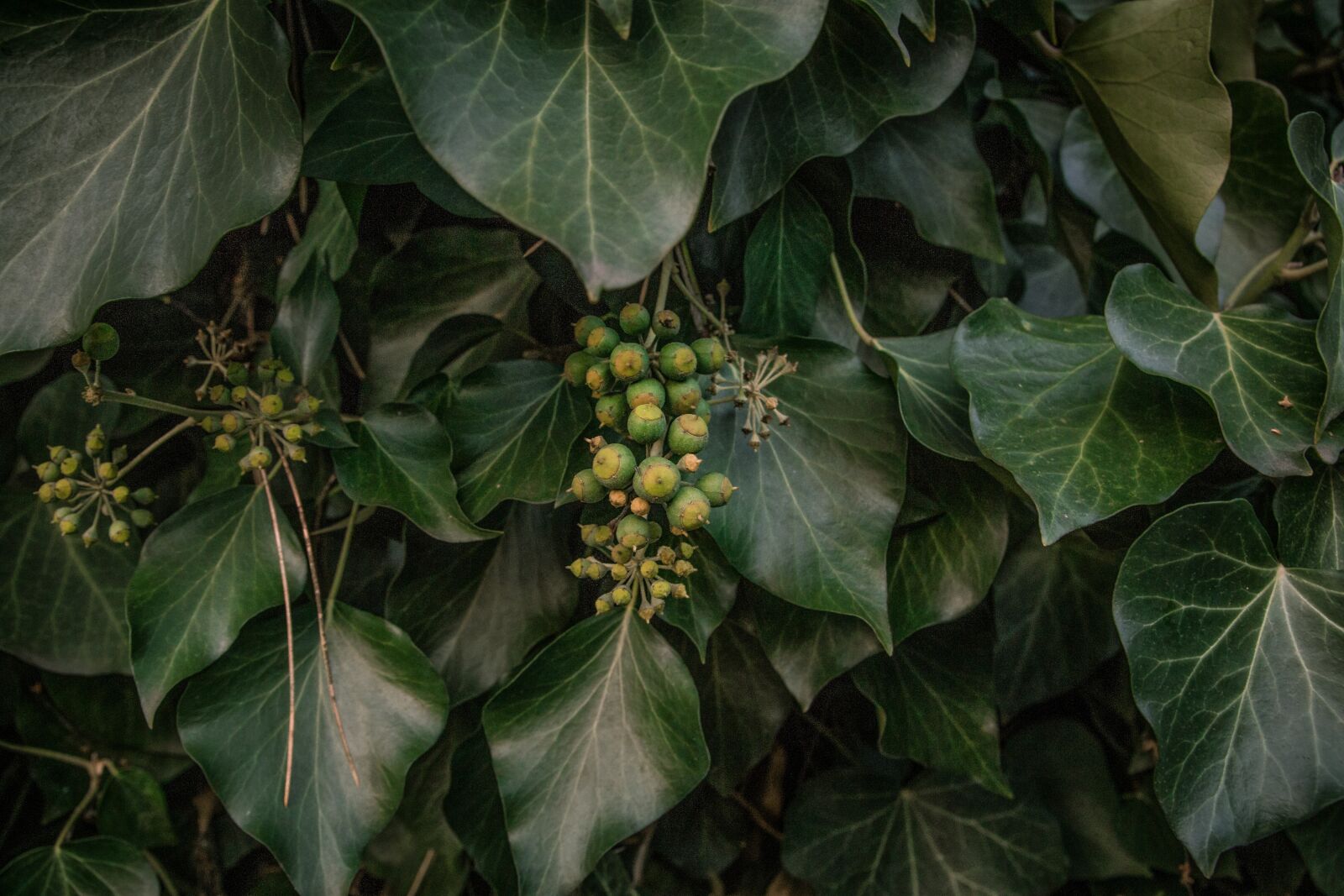 Canon EOS 600D (Rebel EOS T3i / EOS Kiss X5) sample photo. Autumn leaf, dark green photography